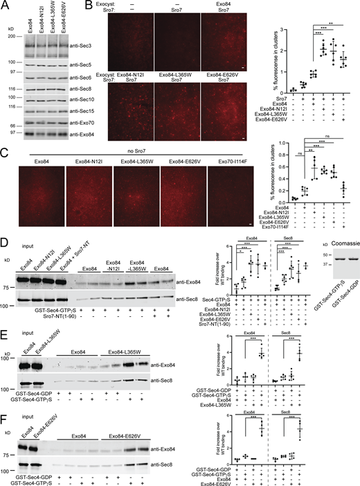 Biochemical characterization of EXO84 dominant mutants. (A) Immunoblot analysis of exocyst subunits in wild-type and EXO84 dominant mutant strains. C-terminally myc-tagged Sec8 (SEC8-myc) was introduced by transformation into strains containing wild-type or dominant mutants of EXO84 (on CEN plasmids) as the sole source of Exo84 in the cell. Cells were grown, lysed, and subjected to native immunoprecipitations with myc antibody to isolate and analyze the exocyst complex. Shown are immunoblots using antibodies against all subunits of the exocyst. (B and C) Vesicles labeled with the lipid dye FM4-64 were isolated from a sec6-4 mutant strain expressing Sec4-GFP and used in the in vitro vesicle-vesicle tethering assay with identical amounts of exocyst containing wild-type Exo84, Exo84-N12I, Exo84-L365W, Exo84-E626V, Exo70-I114F, or buffer only in the presence of Sro7 in B or in the absence of Sro7 in C. Scale bar, 5 μm. Vesicle-vesicle tethering was automatically detected and quantified as the percentage of fluorescence seen in clusters over the total fluorescence of the 60× magnification image. Error bar represents SD; P values were obtained using a two-tailed Student’s t test. *, P < 0.05; **, P < 0.01; *** P < 0.001; ns = no significant difference. (D) Purified wild-type exocyst and exocyst containing Exo84-N12I, Exo84-L365W, or Exo84-E626V were used in a GST pulldown assay with GST-Sec4-GTPγS immobilized on beads. Quantitation of the binding is shown to the right as well as a Coomassie stain of GST-fusion Sec4 proteins used. Error bars represent SD; P values were obtained using a two-tailed Student’s t test with significance annotated as above. (E and F) Purified wild-type exocyst, and exocyst containing Exo84-L365W or Exo84-E626V were bound to immobilized GST-Sec4-GTPγS or control GST-Sec4-GDP beads. Quantitation of binding was conducted as described above and is shown on the right. Error bars represent SD; P values were obtained using a two-tailed Student’s t test with significance annotated as above. Source data are available for this figure: SourceData F5. Refer to the image caption for details.