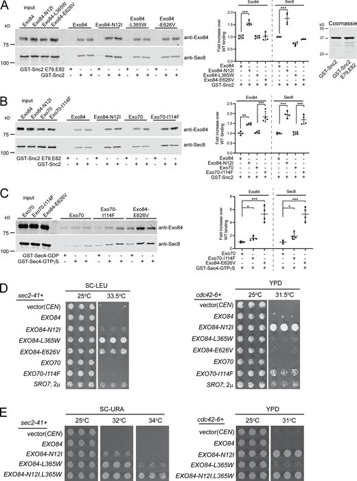 Distinct suppression and biochemical activity of exocyst gain-of-function mutants that mimic activation by Sro7 or Rho GTPases. (A) GST-Snc2 or GST-Snc2 E79,E82 were immobilized on beads and used in a pull down assay with purified wild-type exocyst or exocyst containing Exo84-N12I, Exo84-L365W, or Exo84-E626V. Quantitation of the pull-down experiments with error bars representing SD are shown to the right as well as a Coomassie stain of GST-fusion Snc2 protein used. P values were obtained using a two-tailed Student’s t test. *, P < 0.05; **, P < 0.01; *** P < 0.001; ns = no significant difference. (B) GST-Snc2 or GST- Snc2 E79,E82 were immobilized on beads and used to bind exocyst complexes containing either wild-type subunits, Exo84-N12I, or Exo70-I114F gain-of-function alleles as performed in A. Quantitation of binding was conducted as described above and is shown on the right. Error bars represent SD; P values were obtained using a two-tailed Student’s t test with significance annotated as above. (C) Purified wild-type exocyst and exocyst containing Exo70-I114F or Exo84-E626V were bound to beads containing immobilized GST-Sec4-GTPγS or control GST-Sec4-GDP. Quantitation of binding was conducted as described above and is shown on the right. Error bars represent SD; P values were obtained using a two-tailed Student’s t test with significance annotated as above. (D) Wild-type EXO84, wild-type EXO70, or the gain-of-function mutants EXO84-N12I, EXO84-L365W, EXO84-E626V and EXO70-I114F, vector (CEN) and 2µSRO7 were transformed into the sec2-41 (left) and cdc42-6 (right) mutant strains. The growth of three independent transformants is shown for each mutant allele, under permissive and restrictive conditions. (E) Wild-type EXO84, EXO84-N12I, EXO84-L365W and EXO84-N12I,L365W and vector were transformed into the sec2-41(left) and cdc42-6(right) mutant strains. The growth of three independent transformants is shown at the permissive and restrictive conditions. Source data are available for this figure: SourceData F6.