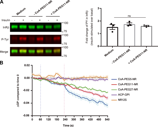 CoA-PEG5-NR linked ACP-insulin receptor detects changes in the local membrane environment surrounding the insulin receptor caused by insulin. (A) Tyrosine-phosphorylation of 2031-ACP-IR upon insulin in the presence or absence of attachment of PEG11-NR. 2031-ACP-IR expressing cells were serum-starved for 2 h followed by incubation with serum-free medium, medium including SFP synthase, or medium including SFP synthase and CoA-PEG11-NR for 30 min at room temperatures, then cells were stimulated by 100 nM of insulin at 37°C for 5 min and phosphorylation of 2031-ACP-IR was accessed by Western blotting analysis using α-insulin receptor β antibody (left upper bands) and α-phospho-tyrosine antibody (left middle bands). Molecular weights were indicated in the right side. Tyrosine-phosphorylation levels are presented as the mean fold increase over the basal ±SEM, n = 7–8, for each condition. Statistical significance was calculated by one-way ANOVA, ns, not significant. (B) Time course of mean delta GP change compared to time 0. After 2 h serum starvation, cell stably expressing 2031-ACP-IR were labeled with CoA-PEG5-, 11-, or 27-NR or NR12S and cells transiently expressing ACP-GPI were stained with CoA-PEG11-NR. Spectral imaging was performed every 10 s and the control solution and insulin solution were added at 60 and 240 s, respectively. GP value was calculated with two emission regions, 561–597 and 605–641 nm, and the delta GP compared to the time 0 at each time point was plotted. Data represents the mean ± SEM from 19 time-lapse image sets for CoA-PEG5-NR labeled ACP-IR, 22 for CoA-PEG11-NR-labeled ACP-IR, 17 for CoA-PEG27-NR-labeled ACP-IR, 12 for labeled with NR12S, and 19 for CoA-PEG11-NR-labeled ACP-GPI. Source data are available for this figure: SourceData F4.