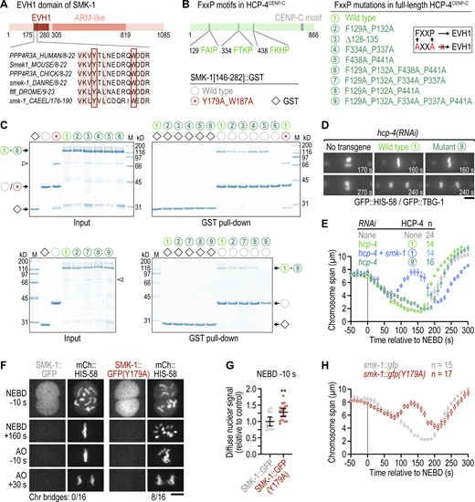Substrate recognition by SMK-1, but not its interaction with HCP-4CENP-C, is required for timely congression and error-free segregation of chromosomes. (A) Schematic of SMK-1 and sequence alignment in the highly conserved EVH1 domain. The tyrosine and tryptophan residues required for FxxP motif binding are highlighted. (B) Schematic of HCP-4CENP-C showing the location of FxxP motifs and overview of HCP-4 and SMK-1 mutations evaluated in pull-down assays. Mutating FxxP motifs to AxxA prevents their interaction with the EVH1 domain, as indicated in the cartoon. (C) Coomassie Blue-stained protein gels showing purified recombinant proteins (Input) and proteins eluted from glutathione agarose resin after GST pull-down. Molecular weight of size markers (M) is indicated in kilodaltons (kD). (D) Selected images from time-lapse movies of one-cell embryos co-expressing GFP::histone H2B (HIS-58) and GFP::γ-tubulin (TBG-1). Time is relative to NEBD. Numbers refer to transgene-encoded wild-type and mutant HCP-4, as described in B. Scale bar, 5 µm. (E) Chromosome span (mean of n embryos ± SEM) versus time relative to NEBD. Measurements were performed in time-lapse movies such as those shown in D. (F) Selected images from time-lapse movies of one-cell embryos co-expressing endogenously tagged wild-type or mutant SMK-1::GFP together with transgenic mCherry::histone H2B (HIS-58). The number of anaphases with chromatin (chr) bridges relative to the total number of anaphases examined is indicated. Scale bar, 5 µm. (G) Intensity of the chromosomal SMK-1::GFP signal just prior to NEBD in the one-cell embryo (mean ± 95% CI), normalized to the mean of wild-type SMK-1::GFP, measured in embryos such as those shown in F. Statistical significance was determined by the Mann-Whitney test. **P < 0.01. (H) Chromosome span (mean of n embryos ± SEM) versus time relative to NEBD. Measurements were performed in time-lapse movies such as those shown in F. Source data are available for this figure: SourceData F4.