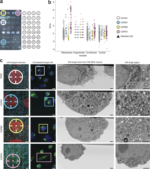 Automated screen of 14 siRNAs after 72 h solid-phase transfection knockdown. (a) Transmitted light image of one Petri dish with the 32 siRNA spots (left), where each siRNAs transfection mix is placed in the culture dish following a definite arrangement, see Table S2 for further details (right). (b) Morphological features of the Golgi apparatus scoring tubularity, diffuseness, fragmentation, and condensation for COPB1 (n = 26), COPB2 (n = 34), COPG1(n = 88) in comparison to negative control (Neg9, n = 305). Values of each feature are normalized with respect to the mean of the control. During the light microscopy workflow, cells transfected with COP siRNAs display a phenotype that can be identified because of their high value in diffuseness. As an example, we selected one cell of each COP-related siRNA (black triangles), to display in (c) the final result of the correlative experiment. (c) Selected correlated cells control (Neg9), COPB1, COPB2, and COPG1 (top to bottom): overview merged fluorescent, reflected light image and image of the siRNA spot (LM merged overview), the fluorescent image of a selected cell (LM selection target cell), a cross-section through the selected cell in the region of the Golgi apparatus acquired automatically with the FIB-SEM (EM single slice from FIB-SEM volume) and a zoom into the Golgi region (EM Golgi region). Three corner siRNA spots are highlighted with fluorescent gelatine (Alexa 594), shown as a red outline, whereas the last corner siRNA spot is highlighted with gelatine (Oregon green) shown as a green outline to make the orientation always recognizable. Scale bars: (c) left to right, 100, 10, 1, 1 µm. Refer to the image caption for details.