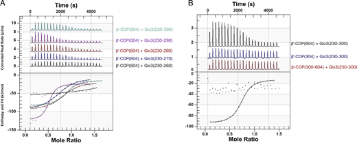 Residues within the Glo3 BoCCS region directly bind both β′-COP propellers with low micromolar affinity. (A) Purified recombinant proteins (untagged β′-COP residues 1–604 and Glo3 fragments as labeled) were used in isothermal titration calorimetry (ITC) experiments to quantify binding affinities; representative traces are shown. β′-COP binds a Glo3 fragment located within the BoCCS region. The highest affinity interaction occurs between β′-COP 1-604 and Glo3 residues 230–290, but all fragments exhibit low micromolar KD values (0.8–6 μM) and 1:1 stoichiometry (Table S1). (B) Representative ITC experiments between untagged Glo3 BoCCS fragment (residues 230–300) and N-terminal β′-COP propeller (residues 1–304), C-terminal β′-COP propeller (residues 300–604), or both β′-COP propellers (residues 1–604). Each propeller domain on its own is insufficient to produce measurable binding by calorimetry, which suggests both propellers are required to bind Glo3. Unless otherwise noted, 0.05 mM β′-COP protein was placed in the cell and 0.3 mM Glo3 protein in the syringe (see Materials and methods).