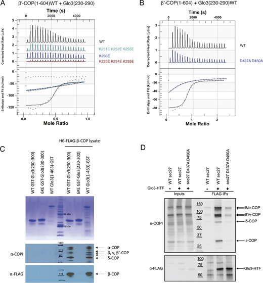 Key Glo3 lysine residues mediate an electrostatic interaction with an acidic patch on β′-COP. (A) Representative ITC experiments between wild-type β′-COP 1-604 and mutant versions of Glo3 (residues 230–290). Two Glo3 mutants substantially reduce binding in the calorimeter: a single point mutation at K233E and the K251E/K252E/K255E triple mutant. Both mutants exhibit 40-fold weaker binding as compared with wild-type Glo3 (KD ∼ 12 μM; Table S2). The Glo3 K233E/K234E/K235E triple mutant exhibits no measurable binding by calorimetry (KD < 300 μM). (B) Representative ITC experiment with wild-type untagged Glo3 (residues 230–290) and mutant β′-COP (D437A/D450A) proteins; the calculated KD for this interaction is 18 μM. The D437/D450 mutant exhibits 60-fold weaker binding to Glo3, suggesting this acidic patch plays a critical role in the interaction. For these experiments, 0.04 mM wild-type or 0.05 mM mutant β′-COP was placed in the cell. (C) Glo3 associates with COPI primarily using its interaction with the β′-COP subunit. Wild-type GST-Glo3 BoCCS pulled down COPI (B- and F-subcomplexes) while disrupting all six lysine residues disrupted Glo3 association with COPI. (D) Disruption of the β′-COP D437/D450 patch reduces the interaction between COPI and Glo3 in yeast cells. Glo3-6xHis-TEV-3xFLAG (Glo3-HTF) efficiently immunoprecipitates COPI from wild-type SEC27 cell lysates, in contrast to the β′-COP D437A/D450A mutant strain.