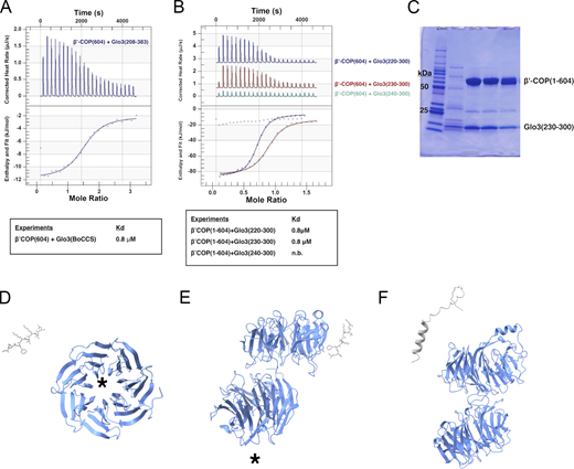 The Glo3 BoCCS region interacts directly with β′-COP. (A) An ITC experiment with full BoCCS Glo3 fragment (residues 208–383) shows a low micromolar KD. (B) ITC experiments to ascertain the minimum Glo3 fragment required for binding. Glo3 N-terminal residues 230–240 are required for measurable binding in the calorimeter, while removing residues 220–230 exhibits no measurable effect on binding affinity. n.b. denotes no measurable binding in the calorimeter (KD > 300 μM). (C) Representative SDS-PAGE gel of β′604/Glo3 (residues 230–300) complex following purification; the complex elutes together over gel filtration columns (data not shown). Although some Glo3 fragments are unstable over time, the recombinant fragments used for ITC runs exhibit high levels of purity and stability. (D–F) Representative models generated using AlphaFold2. The well-established interaction between β′-COP and dilysine motifs served as a positive control computational experiment, but AlphaFold failed to predict binding between dilysine motifs and the N-terminal β′-COP propeller (D) or to both propeller domains (E). The known dilysine binding site is marked by black asterisks. (F) One representative model from an AlphaFold experiment with β′-COP 1-604 and Glo3 residues 230–290. Results from modeling experiments are reported in Table S3.