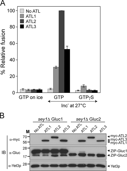 Human atlastins can replace Sey1p to support ER microsome fusion. (A) ER microsomes were isolated from the BJ-Gluc1 sey1Δ and BJ-Gluc2 sey1Δ yeast strains expressing ATL1, ATL2, or ATL3, and incubated on ice or at 27°C in the presence of GTP or GTPγS. After 90 min, luciferase activity was measured as previously described (Lee et al., 2015). Data represent the means ± SEM (error bars; n = 3). n refers to the number of independent experiments. (B) Protein profiles of ER microsomes used in the experiments are shown in A. Expression of Gluc protein fragment complementation assay fragments and myc-tagged human atlastins was analyzed by immunoblotting using the indicated antibodies. The ER-resident protein Yet3p was used as a loading control. Source data are available for this figure: SourceData F2. Refer to the image caption for details.