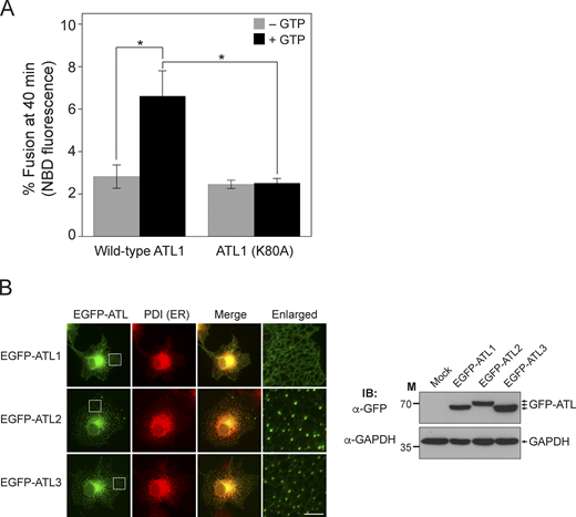 ATL2 and ATL3, but not ATL1, accumulate at three-way junctions in cultured non-neuronal cells. (A) Donor and acceptor liposomes bearing wild-type ATL1 or ATL1 (K80A) at a protein/lipid ratio of 1:1,000 were mixed and incubated in the absence or presence of GTP. Fusion is represented as the percentage of total NBD fluorescence. Data represent the mean ± SEM (error bars; n = 3). n refers to the number of independent experiments. *P < 0.05, two-way ANOVA with Tukey’s multiple comparisons test. (B) COS7 cells were transfected with genes encoding EGFP-conjugated human atlastins, and the intracellular localizations of these proteins were analyzed by fluorescence microscopy (left). PDI, an ER-resident protein, was visualized using an anti-PDI antibody conjugated with Alexa Fluor 594 and used as an ER marker. Scale bar: 5 μm. The expression of EGFP-tagged human atlastins was analyzed by immunoblotting (right). GAPDH was used as a loading control. Source data are available for this figure: SourceData F3.