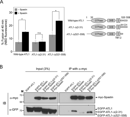 The N-terminal 31 amino acids of ATL1 are critical for interaction with spastin and spastin-mediated enhancement of ATL1-mediated liposome fusion. (A) Wild-type ATL1, ATL1-Δ(2–31), or ATL1-Δ(521–558) was reconstituted into liposomes with or without M1-spastin. Donor and acceptor liposomes were then mixed and incubated in the presence of GTP. Fusion is represented as the percentage of total NBD fluorescence. Data represent the means ± SEM (error bars; n = 3). n refers to the number of independent experiments. *P < 0.05, two-tailed unpaired Student’s t test. (B) HEK293T cells were transfected with genes encoding EGFP-conjugated ATL1 (EGFP-ATL1) alone, EGFP-ATL1 and myc-tagged Spastin (myc-Spastin), EGFP-ATL1-Δ(2–31) and myc-Spastin, or EGFP-ATL1-Δ(521–558) and myc-Spastin, and the physical interaction between M1-spastin and wild-type or mutant ATL1 was analyzed by co-immunoprecipitation. Source data are available for this figure: SourceData F5.