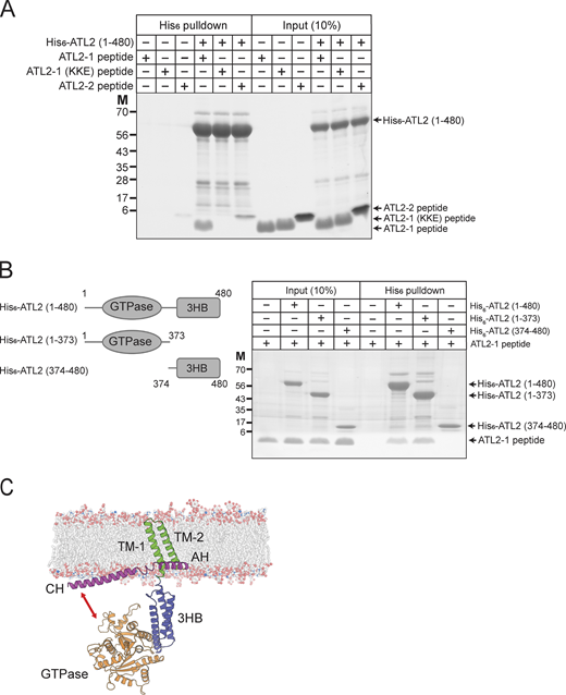 The CH of ATL2-1 directly interacts with the GTPase domain of ATL2-1. (A) His6-tagged ATL2 (1–480) was mixed with the ATL2-1 peptide, the ATL2-1 (KKE) peptide, or the ATL2-2 peptide at 4°C for 1 h. The protein–peptide mixtures were then further incubated with Ni-NTA agarose (Qiagen) at 4°C for 30 min. Proteins and peptides bound to Ni-NTA agarose were analyzed by SDS-PAGE followed by Coomassie Brilliant Blue staining. (B) His6-tagged ATL2 (1–480), his6-tagged ATL2 (1–373), or his6-tagged ATL2 (373–480) was mixed with the ATL2-1 peptide at 4°C for 1 h. The protein–peptide mixtures were then further incubated with Ni-NTA agarose (Qiagen) at 4°C for 30 min. Proteins and peptides bound to Ni-NTA agarose were analyzed by SDS-PAGE followed by Coomassie Brilliant Blue staining. (C) AlphaFold structure prediction of ATL2-1 rendered in cartoon form in PyMOL. The per-residue confidence score (pLDDT) and predicted aligned error (PAE) of this predicted structure are shown in Fig. S4. Source data are available for this figure: SourceData F7.