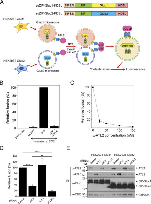 ATL2 is the major atlastin in HEK293T cells and is required for ER fusion. (A) Schematic representation of the in vitro membrane fusion assay using ER microsomes isolated from cultured HEK293 cells. ER microsomes containing ZIP-Gluc1-KDEL (Gluc1 microsome) or ZIP-Gluc2-KDEL (Gluc2 microsome) were isolated from HEK293 cells transfected with genes encoding ssZIP-Gluc1-KDEL or ssZIP-Gluc2-KDEL, mixed, and incubated in the presence of a GTP-regenerating system at 37°C for 90 min. Fusion was measured as reconstituted luciferase activity, which produces luminescence in the presence of coelenterazine. (B) ER microsome fusion in vitro requires GTP hydrolysis. Gluc1 and Gluc2 microsomes were mixed and incubated in the absence or presence of GTP or GTPγS on ice or at 37°C for 90 min. The data represent the means ± SEM (error bars; n = 3). n refers to the number of independent experiments. (C) ER microsome fusion is inhibited by an anti-ATL2 antibody. Gluc1 and Gluc2 microsomes were mixed and incubated in the presence of GTP with increasing concentrations of an anti-ATL2 antibody at 37°C for 90 min. The data represent the means ± SEM (error bars; n = 3). n refers to the number of independent experiments. (D) Gluc1 and Gluc2 microsomes were isolated from HEK293 cells treated with indicated siRNAs and incubated in the presence of GTP at 37°C for 90 min. Fusion values were normalized to fusion between microsomes isolated from HEK293 cells treated with control siRNA. The data represent the means ± SEM (error bars; n = 4). n refers to the number of independent experiments. ****P < 0.0001, ***P < 0.001, and **P < 0.01, one-way ANOVA with Tukey’s multiple comparisons test. (E) Protein profiles of microsomes used in D. The expression levels of ATL2, ATL3, ZIP-Gluc1-KDEL, and ZIP-Gluc2-KDEL were analyzed by immunoblotting using the indicated antibodies. Calnexin, an ER-resident protein, was used as a loading control. Source data are available for this figure: SourceData F8. Refer to the image caption for details.