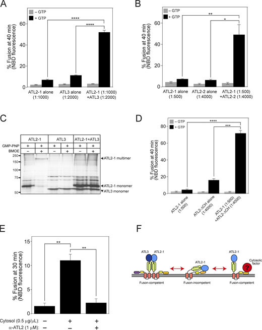 ATL3 or a cytosolic factor relieves the autoinhibition by the CH and enables ATL2-1 to support ER fusion in vivo. (A) Donor and acceptor liposomes bearing ATL2-1 alone (1:1,000), ATL3 alone (1:2,000), or both ATL2-1 (1:1,000) and ATL3 (1:2,000) were mixed and incubated in the absence or presence of GTP. Fusion is presented as the percentage of total NBD fluorescence. The data represent the means ± SEM (error bars; n = 3). n refers to the number of independent experiments. ****P < 0.0001, two-way ANOVA with Tukey’s multiple comparisons test. (B) Donor and acceptor liposomes bearing ATL2-1 alone (1:500), ATL2-2 alone (1:4,000), or both ATL2-1 (1:500) and ATL2-2 (1:4,000) were mixed and incubated in the absence or presence of GTP. Fusion is presented as the percentage of total NBD fluorescence. The data represent the means ± SEM (error bars; n = 3). n refers to the number of independent experiments. *P < 0.05, **P < 0.01, two-way ANOVA with Tukey’s multiple comparisons test. (C) Liposomes containing ATL2-1 alone (1:1,000), ATL3 alone (1:2,000), or both ATL2-1 (1:1,000) and ATL3 (1:2,000) were incubated in the presence of GMP-PNP at 37°C for 30 min. Then, liposomes were treated or untreated with BMOE at 37°C for 1 h for crosslinking. Reactions were quenched by adding DTT (50 mM) at room temperature for 15 min. Samples were analyzed by SDS-PAGE followed by silver staining (Thermo Fisher Scientific). (D) Donor and acceptor liposomes bearing ATL2-1 alone (1:500), ATL2-ΔCH alone (1:4,000), or both ATL2-1 (1:500) and ATL2-ΔCH (1:4,000) were mixed and incubated in the absence or presence of GTP. Fusion is presented as the percentage of total NBD fluorescence. The data represent the means ± SEM (error bars; n = 3). n refers to the number of independent experiments. ***P < 0.001, ****P < 0.0001, two-way ANOVA with Tukey’s multiple comparisons test. (E) Donor and acceptor liposomes bearing ATL2-1 (1:500) were incubated with GTP in the absence or presence of cytosol (0.5 μg/μl) purified from HEK293T cells and affinity-purified anti-ATL2 antibodies (1 μM). Fusion is represented as the percentage of total NBD fluorescence. The data represent the means ± SEM (error bars; n = 3). n refers to the number of independent experiments. **P < 0.01, two-way ANOVA with Tukey’s multiple comparisons test. (F) Working model of how the CH-mediated autoinhibition is relieved during ER fusion in vivo. Source data are available for this figure: SourceData F9. Refer to the image caption for details.