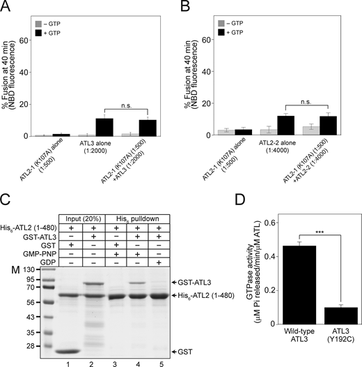 ATL2 and ATL3 can form heterodimers. (A) Donor and acceptor liposomes bearing ATL2-1 (K107A) alone (1:500), ATL3 alone (1:2,000), or both ATL2-1 (K107A; 1:500) and ATL3 (1:2,000) were mixed and incubated in the absence or presence of GTP. Fusion is presented as the percentage of total NBD fluorescence. The data represent the means ± SEM (error bars; n = 3). (B) Donor and acceptor liposomes bearing ATL2-1 (K107A) alone (1:500), ATL2-2 alone (1:4,000), or both ATL2-1 (K107A; 1:500) and ATL2-2 (1:4,000) were mixed and incubated in the absence or presence of GTP. Fusion is presented as the percentage of total NBD fluorescence. The data represent the means ± SEM (error bars; n = 3). n refers to the number of independent experiments. The difference between samples was not statistically significant (n.s.), one-way ANOVA with Tukey’s multiple comparisons test. (C) The his6-tagged N-terminal cytosolic domain of ATL2 was incubated with free GST or GST-tagged ATL3 in the presence of GDP or GMP-PNP at 37°C for 1 h. The mixture was then further incubated with Ni-NTA agarose (Qiagen) at 4°C for 30 min, and proteins bound to Ni-NTA agarose were analyzed by SDS-PAGE followed by Coomassie Brilliant Blue staining. GST-ATL3, but not free GST, was co-precipitated with the his6-tagged N-terminal cytosolic domain of ATL2 in the presence of GMP-PNP, a non-hydrolyzable GTP analog. (D) GTPase activity is largely impaired in ATL3 (Y192C). The GTPase activity of wild-type ATL3 or ATL3 (Y192C) was determined by measuring the release of inorganic phosphate using a Malachite Green Phosphate Assay Kit (Sigma-Aldrich). Liposomes bearing wild-type ATL3 or ATL3 (Y192C) were incubated in the presence of GTP at 37°C for 30 min. After further incubation with malachite green reagents for 30 min, OD655 was measured, and the readings were normalized using a phosphate standard curve. The data represent the means ± SEM (error bars; n = 3). n refers to the number of independent experiments. ***P < 0.001, two-tailed unpaired Student’s t test. Source data are available for this figure: SourceData FS6. Refer to the image caption for details.
