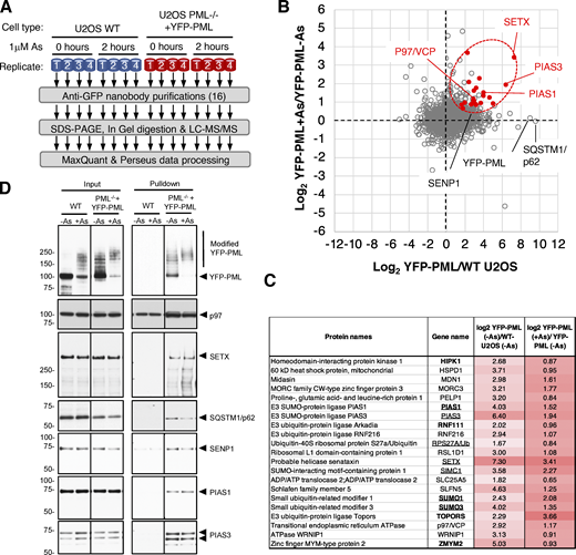 Proteomic analysis of arsenic-induced PML body associated proteins. (A) Overview of the proteomic experimental design. For each condition, n = 4 separate experiments. (B) Scatter plot of log2 ratios comparing protein abundance in anti-GFP nanobody purifications from YFP-PML expressing PML−/− U2OS cells with those from WT U2OS cells (x-axis) and comparing abundance in purifications form YFP-PML cells during 1 μM arsenic treatment with the same purifications from cells not exposed to arsenic (y-axis). Data for 2,157 proteins shown. Red markers are proteins defined as significantly different in both comparisons (see Fig. S2). (C) Summary data for the 21 proteins marked red in B. Underlined gene names were identified previously as PML proximal proteins (Barroso-Gomila et al., 2021), and bold entries are described in the Human Protein Atlas (Thul et al., 2017; http://proteinatlas.org) as belonging to PML body. (D) Anti-GFP nanobody purifications were prepared from the indicated cells after 6 h 1 μM arsenic (+As) or untreated (−As). Both inputs and bead elutions were Western blotted for the indicated species. Molecular weight markers are indicated in kD. Source data are available for this figure: SourceData F1. Refer to the image caption for details.