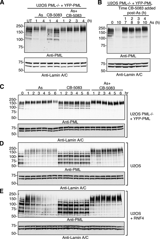 Pharmacological inhibition of p97 interferes with arsenic-induced degradation of PML. (A) U2OS PML−/− + YFP-PML cells were either untreated (UT) or treated with 1 μM arsenic (As), 5 μM CB-5083, or a combination of arsenic and CB-5083 for the times indicated. Cell lysates were analyzed by Western blotting using an antibody to PML or Lamin A/C. (B) U2OS PML−/− + YFP-PML cells were treated with 1 μM arsenic for the indicated times and 5 μM CB-5083 added at indicated times after the start of arsenic treatment. Cell lysates were analyzed by Western blotting using an antibody to PML or Lamin A/C. (C–E) U2OS PML−/− + YFP-PML cells (C), U2OS cells (D), or U2OS + RNF4 cells (E) were either untreated (UT) or treated with 1 μM arsenic (As), 5 μM CB-5083, or a combination of arsenic and CB-5083 for the times indicated. Cell lysates were analyzed by Western blotting using an antibody to PML or Lamin A/C. Molecular weight markers are indicated in kD. Source data are available for this figure: SourceData F2. Refer to the image caption for details.