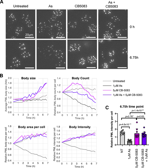 Inhibition of p97 alters arsenic-induced changes to PML body number, morphology, and content. U2OS PML−/− + YFP-PML cells were either untreated or treated with 1 μM arsenic (As), 5 μM CB-5083, or a combination of arsenic and CB-5083 and analyzed by time-lapse fluorescent imaging for 6.75 h. 10 videos were collected for each condition (one video from each condition is shown in Videos 1, 2, 3, and 4). (A) Stills from the start (0 h) and the end (6.75 h) of the movies. Scale bars are 20 μm. (B) The average PML body size, number of PML bodies per cell, total area of PML bodies, and total intensity of PML bodies was plotted as a function of time (n = 10 fields of view). (C) Comparison of relative PML intensity per cell after 6.75 h treatment as indicated. Columns represent average and error bars are 1 SD. P values are two-tailed student t tests assuming equal variance or unequal variance (*). Each data point is derived from a single field of view taken from the time course shown in B (n = 10). Source data are available for this figure: SourceData F3.