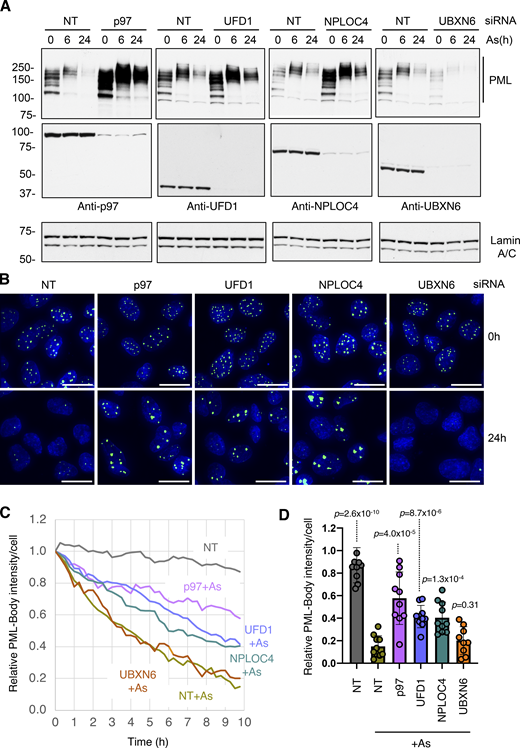 p97 cofactors UFD1 and NPLOC4 are required for arsenic-induced degradation of PML. U2OS PML−/− + YFP-PML cells were treated with NT siRNA or siRNAs to p97 cofactors and exposed to arsenic. (A) Western blot analysis with antibodies to PML, p97 cofactors, or Lamin A/C. Molecular weight markers are indicated in kD. (B) Immunofluorescence analysis of YFP-PML in response to arsenic. Scale bars are 20 μm. (C) Time-lapse fluorescent imaging for 9.75 h after exposure to arsenic. 10 videos were collected for each condition (n = 10; example videos in Videos 5, 6, 7, 8, 9, and 10). Average relative PML body intensity per cell was plotted versus time. (D) Relative PML intensity per cell of cells treated with NT or siRNAs to p97 cofactors after 10 h arsenic (As) treatment. P values are comparisons with NT + As using two-tailed unpaired Student’s t test assuming similar deviations. Each data point is a single field of view taken from C (n = 10). Source data are available for this figure: SourceData F5.