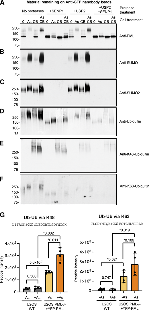 P97 inhibition leads to the accumulation of arsenic-induced degradation intermediates. PML bodies were isolated from U2OS PML−/− + YFP-PML cells that were either untreated (0), treated with 1 μM arsenic (As), 5 μM CB-5083 (CB), or a combination of arsenic and CB-5083 (As/CB). Purified PML bodies bound to anti-GFP nanobody magnetic beads were either untreated (no proteases), treated with SUMO specific protease SENP1 (+SENP1), treated with ubiquitin-specific protease USP2 (+USP2), or a combination of both (+USP2+SENP1). (A–F) Bound material was eluted and analyzed by Western blotting using antibodies to PML (A), SUMO1 (B), SUMO2 (C), ubiquitin (D), K48-linked ubiquitin (E), K63-linked ubiquitin (F). Molecular weight markers are indicated in kD. (G) Relative intensity in the indicated proteomics samples of peptides characteristic of Ub-Ub branch points at K48 (left) and K63 (right). Bars show average intensity and errors are 1 SD. P values from Students two-tailed t test (*with Welch’s correction) are shown above bars. n = 4 independent experiments (see Fig. 1 A). Source data are available for this figure: SourceData F6. Refer to the image caption for details.