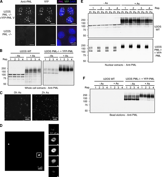 Analysis of PML bodies purified from cultured cells. (A) Fluorescence microscopy comparing U2OS PML−/− cells (lower) with the U2OS PML−/− + YFP-PML cells (upper). Images captured using chicken anti-PML with Texas Red secondary (left panels) or YFP fluorescence (center panels). Right panels show the two channels merged with DAPI. Scale bars are 10 μm. (B) U2OS WT and U2OS PML−/− + YFP-PML cells in quadruplicate were either untreated (−As) or treated with arsenic for 2 h (+As) and lysates analyzed by Western blotting with an antibody to PML. (C) Fluorescence microscopy of nuclear extracts from U2OS PML−/− + YFP-PML cells either untreated (−As) or treated with arsenic for 2 h (+As). (D) Left panels show a widefield and right panels show four z sections through a single PML body (untreated). (E) Anti-PML Western blots of nuclear extracts either prior (Pr) to or post (Po) incubation with anti-GFP nanobody beads. (F) Anti-PML Western blot of material eluted from anti-GFP nanobody beads. Molecular weight markers are indicated in kD. Source data are available for this figure: SourceData FS1.