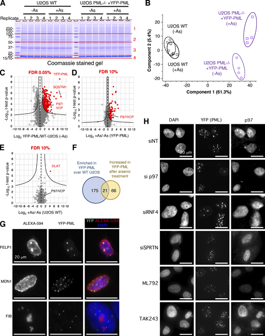 VCP/p97 interaction with PML increases during arsenic treatment. (A) Coomassie stained SDS-PAGE gel fractionating anti-GFP affinity purifications from the indicated cell types with or without arsenic treatment (As). Gels were sliced into four sections per lane (as indicated) for in-gel tryptic digestion. Molecular weight markers are indicated in kD. (B) Principal component analysis of intensity data for 2,156 identified proteins. (C–E) Scatter plots showing fold change versus two-tailed student’s t test P value for the comparisons indicated on the x-axes (n = 4). FDR filtering values are indicated above each chart. (F) Venn diagram showing overlap between significant changers for parts C and D. The intersection is highlighted in Fig. 1 B. (G) Immunofluorescence analysis of PELP, MDN1, and FIB in U2OS PML−/− + YFP-PML using Alexa-594 secondary antibodies (left) and YFP fluorescence (center). Merged images with DAPI staining are shown (right panels). (H) In U2OS PML−/− + YFP-PML p97, RNF4 or SPRTN levels were ablated using siRNA or the SUMO and ubiquitin E1 enzymes inhibited with ML792 or TAK243, followed by 6 h treatment with arsenic. YFP-PML colocalization with p97 was measured by fluorescence and immunofluorescence. Source data are available for this figure: SourceData FS2.