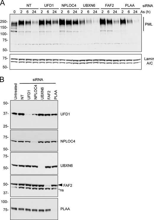 Identification of UFD1 and NPLOC4 as the p97 cofactors involved in arsenic-induced PML degradation. U2OS PML−/− + YFP-PML cells were treated with NT or with siRNAs to the indicated p97 cofactors and exposed to arsenic for the times indicated. (A) Cell lysates were analyzed by Western blotting with antibodies to PML and Lamin A/C. (B) Western blotting for the indicated p97 cofactors in whole-cell extracts from cells treated with the indicated siRNAs. Molecular weight markers are indicated in kD. Source data are available for this figure: SourceData FS3.