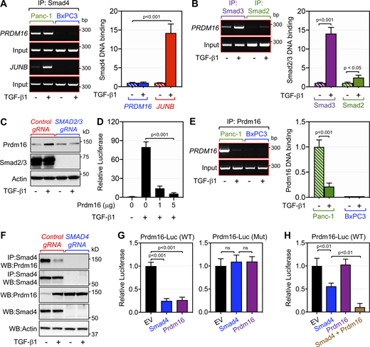 Smad4 interacts with Prdm16 on the PRDM16 promoter to repress its own expression. (A) Pancreatic chromatin from PANC-1 or BxPC-3 cells (n = 6) cultured in the presence or absence of TGF-β1 was analyzed for the binding of Smad4 to the PRDM16 or JUNB promoter by ChIP and agarose gel (left) and qPCR (right). (B) Pancreatic chromatin from PANC-1 cells (n = 6) cultured in the presence or absence of TGF-β1 was analyzed for the binding of Smad2 and Smad3 to the PRDM16 promoter by ChIP and agarose gel (left) and qPCR (right). (C) PANC-1 expressing control or SMAD2/3 gRNAs were cultured in the presence or absence of TGF-β1 for 48 h and analyzed for the expression of Prdm16 and Smad2/Smad3 by direct immunoblotting. (D) PANC-1 cells were transfected with the CAGA9-Lux gene reporter and increasing amounts of pcDNA3.1-Prdm16. 24 h after transfection, cells were treated with TGF-β1 for 16 h and then assessed for luciferase activity and normalized. (E) Pancreatic chromatin from PANC-1 or BxPC-3 cells (n = 6) cultured in the presence or absence of TGF-β1 was analyzed for the binding of Prdm16 to the PRDM16 promoter by ChIP and agarose gel (left) and qPCR (right). (F) PANC-1 expressing control or SMAD4 gRNA were treated with TGF-β1 for 48 h and then analyzed for the interaction of Prdm16 with Smad4 by co-immunoprecipitation (IP) followed by immunoblotting (WB). Expression of Prdm16 was also analyzed by direct immunoblotting. (G) PANC-1 cells were transfected with the wild-type (left) or mutated Prdm16-Lux (right) reporter together with empty vector, pcDNA3.1-Prdm16 or pCMV5-HA-Smad4. 48 h after transfection, cells were assessed for luciferase activity and normalized (n = 6). (H) BxPC-3 cells were transfected with the wild-type Prdm16-Lux reporter together with the indicated combinations of empty vector (EV), pcDNA3.1-Prdm16, and pCMV5-HA-Smad4. 48 h after transfection, cells were assessed for luciferase activity and normalized (n = 6). Data in A, B, D, E, G, and H are expressed as mean ± SEM, and statistical power was assessed by a two-tailed, unpaired t test. Source data are available for this figure: SourceData F6.