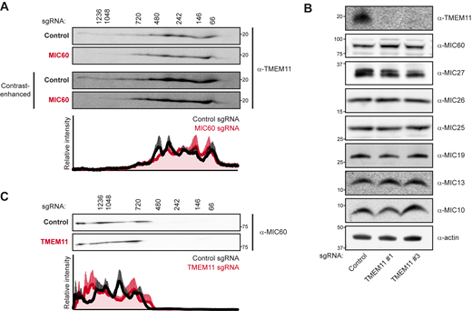 TMEM11 is not required for stability or assembly of the MICOS/MIB complex. (A) Two-dimensional (2D) BN-PAGE and Western analysis of mitochondria isolated from U2OS CRISPRi cells expressing control or MIC60-targeted sgRNAs and probed with TMEM11 antibody. The molecular weight of assemblies as determined by the first dimension of BN-PAGE are displayed vertically above images. Contrast-enhanced blots are displayed at bottom to enable visualization of higher molecular weight assemblies of TMEM11. Blots shown are representative of three independent replicates and the quantification displays the average and SEM of normalized relative intensity profiles for each position along the x-axis of control sgRNA (black line) or MIC60 sgRNA (red line) expressing cells. (B) Western blot analysis of whole cell lysates from cells expressing the indicated sgRNA and probed with the indicated antibodies. (C) 2D BN-PAGE and Western analysis as in A from mitochondria isolated from cells expressing control or TMEM11-targeted sgRNAs and probed with MIC60 antibody. Blots shown are representative of three independent experiments. See also Fig. S2 A. Source data are available for this figure: SourceData F2. Refer to the image caption for details.