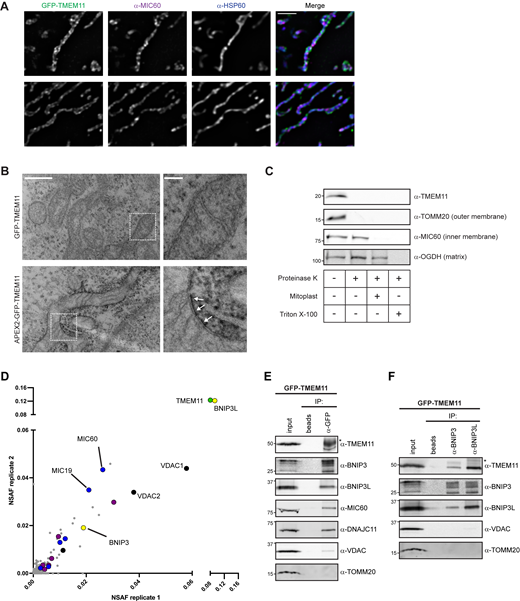TMEM11 is an outer mitochondrial membrane protein that interacts with the mitophagy receptors BNIP3 and BNIP3L. (A) Single planes of deconvolved SoRa spinning disk confocal microscopy images are shown of U2OS TMEM11 CRISPRi cells expressing GFP-TMEM11 (green; see Fig. S3) that were fixed and immunolabeled with MIC60 (magenta) and the mitochondrial matrix marker HSP60 (blue). Scale bar = 2 µm. (B) Representative electron micrographs are shown from proximity labeling analysis of TMEM11 CRISPRi cells expressing GFP-TMEM11 (top) or APEX2-GFP-TMEM11 (bottom) and treated with DAB and H2O2 post-fixation. White arrows mark sites of DAB precipitation in cells expressing APEX2-GFP-TMEM11. Enlargements (right) correspond to dotted boxes (left). Scale bar = 500 nm (100 nm in magnification). See also Fig. S3 D. (C) Protease protection analysis of mitochondria isolated from wild type U2OS cells. Mitochondria were treated as indicated and Western analysis was performed with the indicated antibodies. Mitoplast sample indicates selective disruption of the OMM by a combination of osmotic swelling and mechanical disruption. OGDH antibody detects the matrix-localized α-ketoglutarate dehydrogenase. (D) A plot of NSAF scores from independent replicates of anti-GFP immunoprecipitation (IP) and mass spectrometry analysis of lysate from TMEM11 CRISPRi cells expressing GFP-TMEM11. TMEM11 self-identification is highlighted in green and BNIP3/BNIP3L are shown in yellow. Identified core MICOS subunits are highlighted in blue. MIB subunits and other MICOS/MIB-associated OMM proteins (SAMM50, MTX2, DNAJC11, MIRO1/2, ARMC1) are highlighted in magenta. VDAC family members are shown in black. See also Table S1. (E) Western analysis with the indicated antibodies of IP of lysates from GFP-TMEM11-expressing cells with anti-GFP antibody or beads alone. 4% of the total input and 10% of the eluate from each IP were loaded. The asterisk indicates IgG heavy chain. (F) IPs were performed as in E with anti-BNIP3 and anti-BNIP3L antibodies. All blots shown in E and F are representative of at least two independent replicates. Source data are available for this figure: SourceData F3. Refer to the image caption for details.