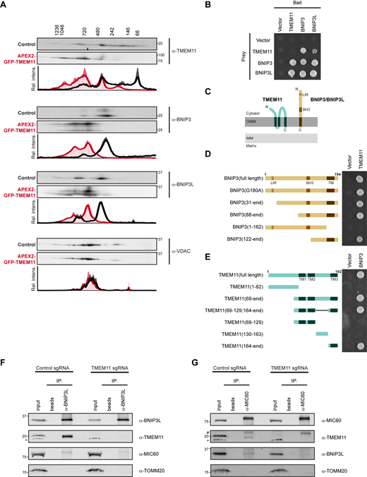 TMEM11 forms a complex with BNIP3 and BNIP3L. (A) 2D BN-PAGE and Western analysis with the indicated antibodies from mitochondria isolated from U2OS CRISPRi control cells (black lines on associated graphs) or cells expressing APEX2-GFP-TMEM11 (red lines on associated graphs). The molecular weight of assemblies as determined by the first dimension of BN-PAGE are displayed vertically above images. Blots shown are representative of two independent replicates and the quantification below each displays the average and range of normalized relative intensity profiles for each position along the x-axis. (B) Yeast two-hybrid growth analysis of strains expressing the indicated bait and prey proteins and spotted on selective (-histidine) plates. (C) A cartoon depicting the topology of BNIP3 and putative topology of TMEM11 based on APEX2 proximity labeling, protease protection assay, and transmembrane domain prediction software. (D) Yeast two-hybrid analysis as in B for the indicated truncations of BNIP3 tested for interaction with TMEM11. (E) Yeast two-hybrid analysis as in B for the indicated truncations of TMEM11 tested for interaction with BNIP3. (F) Western analysis with the indicated antibodies of IP of lysates from U2OS CRISPRi control and TMEM11 sgRNA-expressing cells with BNIP3L antibody or beads alone. 4% of the total input and 20% of the eluate from each IP were loaded. The asterisk marks a cross-reacting band. (G) As in F for IPs with MIC60 antibody. The hashtag indicates IgG. Blots are representative of two independent experiments. Source data are available for this figure: SourceData F4.
