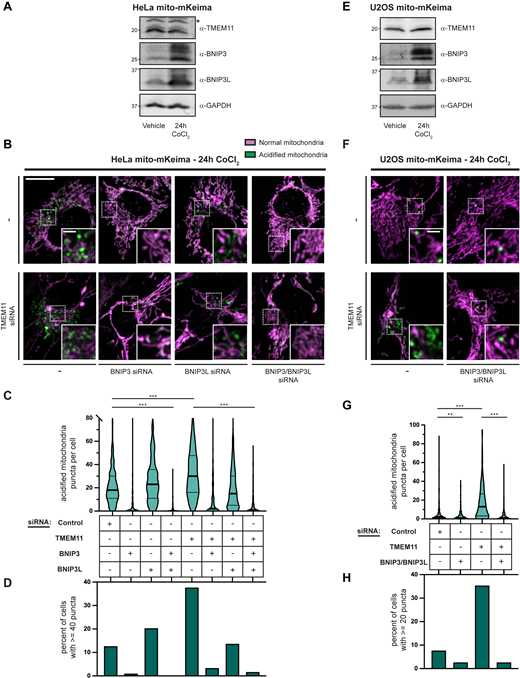 TMEM11 depletion sensitizes cells to BNIP3/BNIP3L-mediated mitophagy during CoCl2-induced mitophagy. (A and E) Western blot analysis with the indicated antibodies of whole cell lysates from HeLa (A) and U2OS (E) mito-mKeima expressing cells treated with vehicle or CoCl2 (250 µM HeLa and 500 µM U2OS; 24 h). The asterisk indicates a cross-reacting band. (B and F) Merged maximum intensity projections of confocal fluorescence microscopy images of HeLa (B) or U2OS (F) mito-mKeima expressing cells that were transiently transfected with siRNAs targeting TMEM11, BNIP3, and/or BNIP3L, where indicated, treated with CoCl2, and excited with a 471 nm laser (magenta, neutral pH mitochondria) and a 561-nm laser (green, acidified mitochondria). BNIP3 and/or BNIP3L-silenced cells were simultaneously treated with Q-VD-OPh to prevent apoptosis. Scrambled control siRNA was used in cases with no other target. Insets correspond to dotted boxes. Scale bars = 15 µm (3 µm on magnification). (C and G) Violin plots depicting the number of acidified mitochondria puncta per cell corresponding to green labeling from cells with the indicated siRNA treatments as in B and F. Data shown represent the summation of three independent experiments with 100 cells from each experiment. Asterisks (***P < 0.001) represent unpaired two-tailed t test. Bold horizontal lines mark medians and thin horizontal lines mark quartiles for each condition. For clarity, the small percentage of cells with more than 80 puncta (C) are not depicted. (D and H) A histogram of the percent of cells from each condition with at least 40 (D) or 20 (H) acidified mitochondrial puncta. See also Fig. S4. Source data are available for this figure: SourceData F7. Refer to the image caption for details.