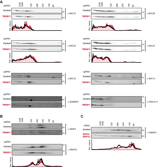 Additional 2D BN-PAGE analyses. (A) 2D BN-PAGE and Western analysis of mitochondria isolated from U2OS CRISPRi cells expressing control (black lines on associated graphs) or TMEM11-targeted (red lines on associated graphs) sgRNAs and probed with the indicated MICOS/MIB antibodies. The molecular weight of assemblies as determined by the first dimension of BN-PAGE are displayed vertically above images. Blots shown are representative of at least two independent replicates. The associated plots display the average and range of normalized relative intensity profiles for each position along the x-axis. Plots are not shown for samples whose low signal-to-noise prevented reliable quantification. (B) As in A for isolated mitochondria probed with antibody against BNIP3 (top) and BNIP3L (bottom). Blots shown are representative of two (BNIP3) or three (BNIP3L) independent experiments and plot displays average and SEM for each position along the x-axis. (C) As in B for mitochondria isolated from U2OS control cells (black lines on associated graph) or mitochondria from cells treated with siRNA targeting BNIP3 and BNIP3L (red lines on associated graph). Blots shown are representative of four independent experiments and graph displays average and SEM for each position along the x-axis. Source data are available for this figure: SourceData FS2. Refer to the image caption for details.