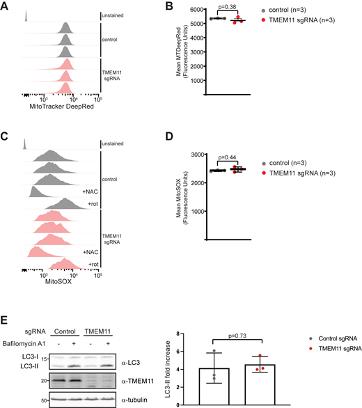 TMEM11 depletion does not lead to elevated ROS or induce higher levels of macroautophagy. (A) Representative FACS profiles for U2OS CRISPRi control (gray) and TMEM11 (red) sgRNA cells stained with MitoTracker Deep Red. (B) Quantitation of mean MitoTracker Deep Red fluorescence values for the indicated cells. (C) Representative FACS profiles for U2OS CRISPRi control (gray) and TMEM11 (red) sgRNA-expressing cells stained with MitoSOX. Where indicated, cells were treated with N-acetylcysteine (+NAC) or rotenone (+rot). (D) Quantification of mean MitoSOX fluorescence values for the indicated cell lines. (E) Left: Western analysis performed with the indicated antibodies of whole cell lysates from U2OS CRISPRi cells expressing control or TMEM11-targeted sgRNAs and treated, where indicated, with 10 nM bafilomycin A1 for 2 h. LC3-II indicates the lipidated, membrane associated isoform. Right: Quantification of the fold increase in LC3-II after 2 h bafilomycin A1 treatment in control versus TMEM11 sgRNA-expressing cells. Data represents three independent experiments and statistical significance (B, D, and E) was assessed using a two-tailed t test. Source data are available for this figure: SourceData FS5. Refer to the image caption for details.