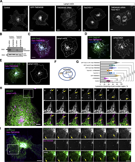 A role of Tex2–TMEM55B interaction in retrograde transport of LE/lys. (A) Representative images of live HeLa cell expressing Lamp1-mCh (gray) upon expression of empty vector, GFP-TMEM55B, TMEM55B siRNA, Tex2-KO, and TMEM55B siRNA and Tex2-KO with white dash lines indicating cell shape. (B) Western blots showing the efficiency of siRNA-mediated TMEM55B depletion in control or Tex2 KO HeLa cells. (C–E) Representative images of live HeLa cells expressing Lamp1-mCh (blue), Halo-TMEM55B (magenta), along with either GFP-Tex2 (C), GFP-Tex2-NT (D), or GFP-Tex2-∆1-276 (E) with white dash lines indicating cell shape. (F) Schematic diagram showing the definition of perinuclear regions. (G) Percentage of cells with lysosome clustering at perinuclear region in control (18 cells), TMEM55B overexpression (16 cells), TMEM55B siRNA (14 cells), Tex2-KO (15 cells), TMEM55B siRNA and Tex2-KO (18 cells), TMEM55B and Tex2 (16 cells), TMEM55B and Tex2-NT (1-514) (17 cells), or TMEM55B and Tex2-∆1-276 (16 cells) from more than three independent assays. Ordinary one-way ANOVA with Tukey’s multiple comparisons test. Mean ± SD. (H) Representative images of a live COS7 cell expressing ER-GFP (green) and Lamp1-mCh (magenta) with time-lapse images of a boxed region shown on the right, from more than three independent assays. Yellow arrows denote one LE/lys undergoing retrograde transport with frequent contact with the ER (Video 1; time interval: 1.63 s). (I) Representative images of a live COS7 cell expressing GFP-Tex2 (green), Halo-TMEM55B (magenta), and Lamp1-mCh (blue) with time-lapse images of a boxed region shown on the right, from more than three independent assays. Yellow arrows denote one LE/lys undergoing retrograde transport along with the Tex2-labeled ER (Video 2; time interval: 2.53 s). Scale bar, 10 μm in the whole cell images and 2 μm in the insets in A, C–E, H, and I. Source data are available for this figure: SourceData F6.