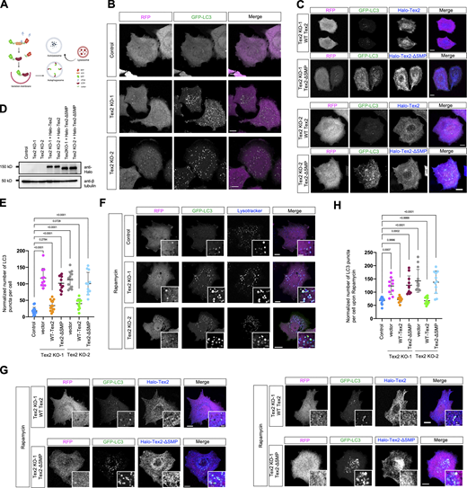 Tex2 depletion results in impaired autophagic flow. (A) Schematic cartoon of GFP–LC3–RFP as an autophagic flow sensor. (B) Representative images of control or two HeLa Tex2-KO clones (middle) expressing GFP–LC3–RFP (GFP–LC3 in green; internal control RFP in magenta). (C) Representative images of two HeLa Tex2-KO clones transiently expressing either Halo-Tex2 (blue) or Halo-Tex2-∆SMP (blue) and GFP–LC3–RFP with insets. (D) Western blots demonstrate the level of Halo-Tex2 and Halo-Tex2-∆SMP in rescue experiments in C. (E) Normalized number of LC3-positive autophagosomes per cell under normal conditions in control (14 cells), Tex2 KO-1 (11 cells), Tex2 KO-1 rescued by Halo-Tex2 (13 cells), Tex2 KO-1 rescued by Halo-Tex2-∆SMP (11 cells), Tex2 KO-2 (12 cells), Tex2 KO-2 rescued by Halo-Tex2 (12 cells), and Tex2 KO-2 rescued by Halo-Tex2-∆SMP (11 cells) in three independent assays. The number of GFP–LC3 dots was normalized to the fluorescence intensity of RFP-LC3∆G. Ordinary one-way ANOVA with Tukey’s multiple comparisons test. Mean ± SD. (F) Representative images of control or two HeLa Tex2-KO clones expressing GFP–LC3–RFP under rapamycin treatments (400 nM; 2 h) with insets. (G) Representative images of two HeLa Tex2-KO clones expressing either Halo-Tex2 (blue) or Halo-Tex2-∆SMP (blue) and GFP–LC3–RFP under rapamycin treatments (400 nM; 2 h) with insets. (H) As in E, the normalized number of LC3-positive autophagosomes per cell under rapamycin stimulation in control (11 cells), Tex2 KO-1 (10 cells), Tex2 KO-1 rescued by Halo-Tex2 (10 cells), Tex2 KO-1 rescued by Halo-Tex2-∆SMP (11 cells), Tex2 KO-2 (13 cells), Tex2 KO-2 rescued by Halo-Tex2 (10 cells), and Tex2 KO-2 rescued by Halo-Tex2-∆SMP (11 cells) in three independent assays. Ordinary one-way ANOVA with Tukey’s multiple comparisons test. Mean ± SD. Scale bar, 10 μm in the whole cell images and 2 μm in the insets in B, C, F, and G. Source data are available for this figure: SourceData F8. Refer to the image caption for details.