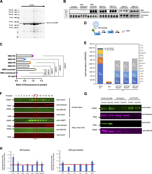 A role of Tex2 in the maintenance of lipid composition of LE/lys membranes. (A) Coomassie blue staining of purified 14xHis-Tex2-SMP. (B) In vitro lipid-binding assays for Tex2-SMP. Purified Tex2-SMP was incubated with NBD-tagged lipids and examined by native PAGE. Phospholipids, visualized by their fluorescence, comigrated with protein, visualized by Coomassie blue staining. (C) Ratio of fluorescence of Tex2-SMP-bound lipids to the protein level. Ordinary one-way ANOVA followed by Tukey’s multiple comparisons test. Mean ± SD. (D) Schematic cartoon of non-targeting lipidomic analysis of endogenous GFP-Tex2. (E) Quantification of lipids bound to endogenous GFP-Tex2 from three independent assays. The lipid composition of total membranes in HEK293 cells are shown (Gao et al., 2022). (F) OptiPrep flotation assays showing the distribution of LE/lys membranes (anti-Lamp1) in consecutive 14 fractions from control or Tex2-KO HeLa cells with the eighth fraction being more abundant and specific. (G) Western blots showing the specificity of the fractions enriching ER membranes (anti-Calnexin) using the ER isolation kit from control or Tex2-KO HeLa cells, along with the purified LE/lys membranes from F. (H) Ratio of lipid species of the ER fractions or the LE/lys fractions in Tex2-KO relative to those from control HeLa cells from three independent assays. Mean ± SD. Source data are available for this figure: SourceData F9. Refer to the image caption for details.