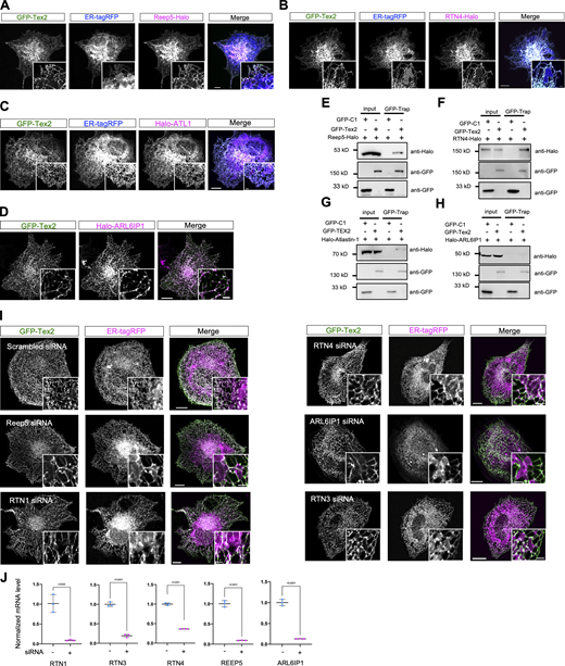 The targeting of Tex2 to tubular ER appears to be independent of ER tubule-shaping proteins. (A–D) Representative images of a COS7 cell expressing GFP-Tex2 (green), ER-tagRFP (blue) and REEP5-Halo (magenta; A), RTN4-Halo (B), Halo-ATL1 (C), and Halo-ARL6IP1 (D) with insets. (E–H) GFP-Trap assays from COS7 cells demonstrate interactions between GFP-Tex2 and Reep5-Halo (E), RTN4-Halo (F), Halo-ATL1 (G), and Halo-ARL6IP1 (H). (I) Representative images of USO2 cells expressing GFP-Tex2 (green), ER-tagRFP (magenta) with insets upon treatments of scrambled, RTN4, REEP5, ARL6IP1, RTN1, and RTN3 siRNAs. (J) qPCR assays showing the efficient of siRNA-mediated suppression in I. Scale bar, 10 μm in the whole cell images and 2 μm in the insets in A–D and I. Source data are available for this figure: SourceData FS2. Refer to the image caption for details.