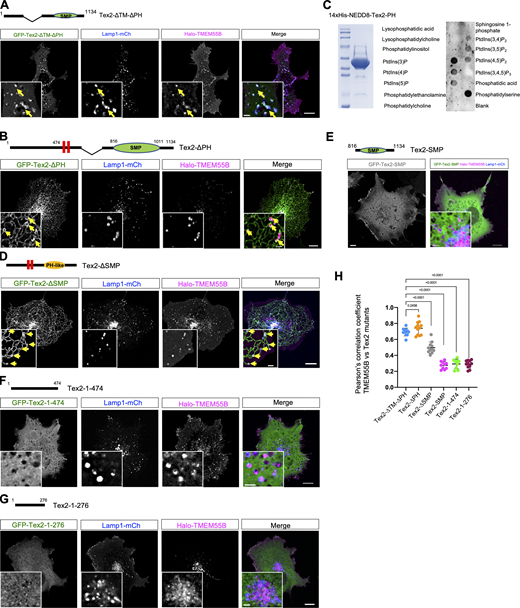 Neither the PH-like domain nor the SMP domain is responsible for interacting with TMEM55B. (A and B) Representative images of a COS7 cell expressing either Tex2-ΔTM-ΔPH (green; A), or Tex2-ΔPH (green; B), along with Lamp1-mCh (blue) and Halo-TMEM55B (magenta) with insets. Yellow arrows indicate Tex2 enrichments at TMEM55B-positive LE/lys. (C) PIPs strip assay of purified Tex2-PH. Left: Coomassie blue staining of purified Tex2-PH; right: PIPs strip blots. (D) Representative images of a COS7 cell expressing Tex2-ΔSMP (green) and Lamp1-mCh (blue) and Halo-TMEM55B (magenta) with insets. Yellow arrows indicate Tex2 proteins enrichment at TMEM55B-positive LE/lys. (E) Representative images of a COS7 cell expressing Tex2-SMP alone (gray; left) or Tex2-SMP along with Lamp1-mCh (blue) and Halo-TMEM55B (magenta) with an inset (right). (F and G) Representative images of a COS7 cell expressing Tex2-1-474 (green; F) or Tex2-1-276 (green; G), along with Lamp1-mCh (blue) and Halo-TMEM55B (magenta) with insets. (H) Pearson’s correlation coefficient of either Tex2-ΔTM-ΔPH (10 cells), Tex2-ΔPH (10 cells), Tex2-ΔSMP (11 cells), Tex2-SMP (9 cells), Tex2-1-474 (9 cells), or Tex2-1-276 (11 cells) vs. Halo-TMEM55B in three independent assays. Ordinary one-way ANOVA with Tukey’s multiple comparisons test. Mean ± SD. Scale bar, 10 μm in the whole cell images and 2 μm in the insets in A, B, D, F, and G. Source data are available for this figure: SourceData FS4.