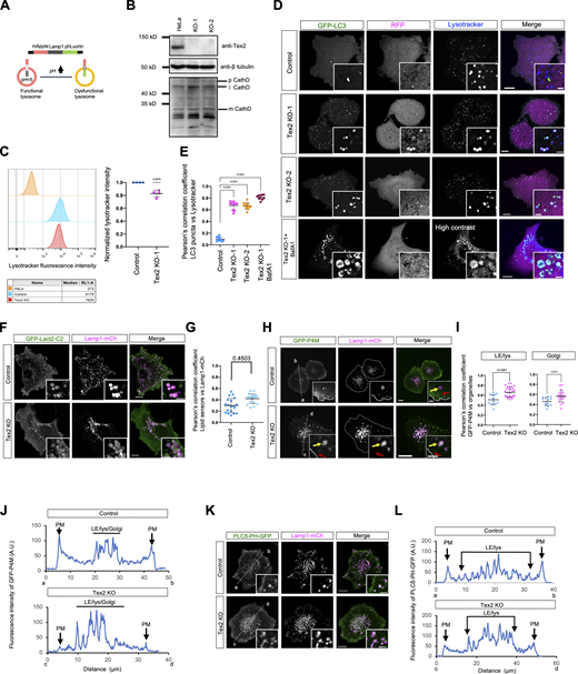Supplementary data toFigs. 7 and 8. (A) Schematic cartoon of mApple-Lamp1-phLuorin. (B) Western blots show the level of CathepsinD in control or two Tex2-KO clones. (C) Left: representative flow cytometry analysis of either control or Tex2 KO HeLa stained with lysotracker using unstained HeLa cells as a control; right: normalized lysotracker fluorescence intensity of control or Tex2 KO cells as the left panel from four independent assays. One sample t test. Mean ± SD. (D) Representative images of either control (top), two Tex2-KO clones (middle), or Tex2-KO-1 cells treated with BafA1 expressing GFP–LC3–RFP were labeled with Lysotracker (blue) with insets. (E) Pearson’s correlation coefficient of GFP–LC3 vs. Lysotracker in control (10 cells), Tex2 KO-1 (10 cells), Tex2 KO-2 (10 cells), or Tex2 KO-1 treated with BafA1 (10 cells) in three independent assays. Ordinary one-way ANOVA with Tukey’s multiple comparisons test. Mean ± SD. (F) Representative images of either control (top) or Tex2 KO-1 (bottom) cells expressing GFP-Lact2-C2 (green; PS sensor) with insets. (G) Pearson’s correlation coefficient of GFP-Lact2-C2 vs. Lamp1-mCh (18 control; 20 Tex2-KO cells). Two-tailed unpaired Student’s t test. Mean ± SD. (H) Representative images of either control (top) or Tex2 KO-1 (bottom) cells expressing GFP-P4M (PI4P sensor) with insets. (I) Pearson’s correlation coefficient of GFP-P4M vs. either Lamp1-mCh (13 control; 31 Tex2-KO cells) or B4GalT1-TM-BFP (Golgi marker; 13 control; 21 Tex2-KO cells). Two-tailed unpaired Student’s t test. Mean ± SD. (J) Linescan analysis of GFP-P4M at LE/lys/Golgi relative to the PM in control or Tex2 KO-1 HeLa cells, as shown in H. (K) Representative images of either control (top) or Tex2 KO-1 (bottom) cells expressing PI(4,5)P2 sensor PLCδ-PH-GFP with insets. (L) Linescan analysis of PLCδ-PH-GFP at LE/lys relative to the PM in control or Tex2 KO-1 HeLa cells, as shown in K. Two-tailed unpaired Student’s t test. Mean ± SD. Scale bar, 10 μm in the whole cell images and 2 μm in the insets in D, F, H, and K. Source data are available for this figure: SourceData FS5. Refer to the image caption for details.