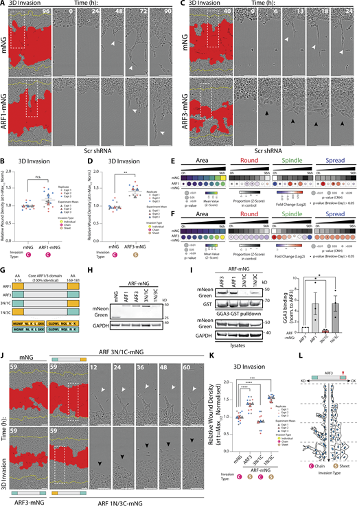 ARF3 is a rheostat for the modality of collective invasion. (A–D) PC3 cells expressing mNG, (A) ARF1-mNG, or (C) ARF3-mNG and Scr shRNA in 3D invasion assay. Yellow lines, initial wound, and red pseudo color, wound at t = Max1/2. Scale bars, 100 μm. Magnified images of boxed regions shown. White and black arrowheads, invasive chain or sheet, respectively. RWD at t = Max1/2, normalized to mNG is shown in graphs (B and D). Data are mean ± SEM (3 experimental replicates, triangles, 2–5 technical replicates, circles). P values (Student’s two-tailed t test), **P ≤ 0.01. (E and F) PC3 acini expressing mNG, (E) ARF1-mNG, or (F) ARF3-mNG and Scr shRNA were classified into Round, Spindle, and Spread. n = 6 and 4 experimental replicates for ARF1-mNG and ARF3-mNG, respectively, each with 2–4 technical replicates/condition. (E) 5,005 (mNG), 1,938 (ARF1-mNG) and (F) 9,320 (mNG), 8,699 (ARF3-mNG) mNG-positive acini quantified in total. Heatmaps, Area is mean of Z-score normalized values (purple to yellow). P values, Student’s t test, Bonferroni adjustment, represented by size of bubble. Heatmaps, Round, Spindle, or Spread is Log2 fold change from control (mNG; blue to red). Proportion of control at each time is Z-score normalized (white to black). P values, CMH test, Bonferroni adjusted, represented by size of bubble. Dot indicates P value (Breslow–Day test, Bonferroni-adjusted) for consistent effect magnitude. (G) Schema, Class 1 ARFs share 100% identical core region but differ in seven amino acids (AA) in N and C termini. ARF chimeras with ARF3 N-terminal and ARF1 C-terminal (3N/1C) and ARF3 C-terminal and ARF1 N-terminal (1N/3C) created. (H) Western blot of PC3 cells expressing mNG, ARF1-mNG, ARF3-mNG, and ARF-mNG chimeras for mNG and GAPDH, as loading control. Panels shown are representative of 3 independent lysate preparations. (I) ARF-GTP pulldown and representative Western blot for mNG, GST, and GAPDH, as loading control for both. n = 3 independent lysate preparations and pulldowns. Graphs show mean GGA3 binding ± SEM normalized to ARF3. P values (Student’s two-tailed t test), *P ≤ 0.05. (J and K) PC3 cells expressing mNG, ARF3-mNG, or ARF-mNG chimeras plated in 3D invasion assay. Yellow lines, initial wound, and red pseudo color, wound at t = Max1/2. Scale bars, 100 μm. Magnified images of boxed regions shown. White and black arrowheads, invasive chain or sheet, respectively. RWD at t = Max1/2, normalized to mNG shown in K. Data is mean ± SEM (3 experimental replicates, triangles, 2–5 technical replicates, circles). P values (Student’s two-tailed t test), ***P ≤ 0.001 and ****P ≤ 0.0001. (L) Schema, ARF3 expression levels affect mode of invasion. Source data are available for this figure: SourceData F4.