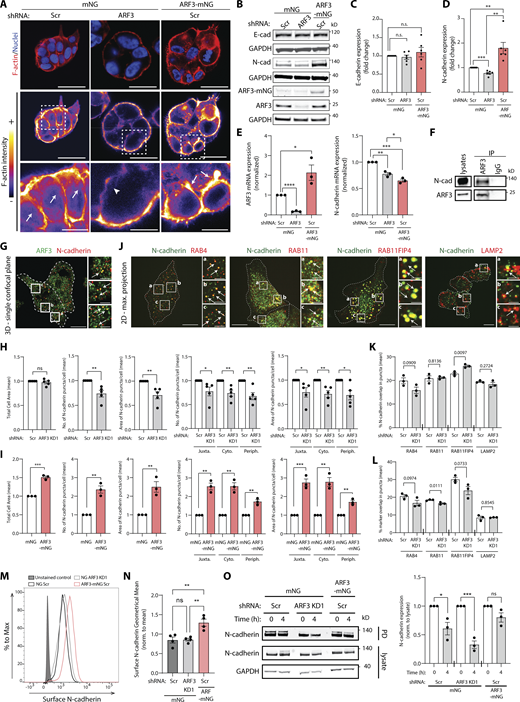 ARF3 controls N-cadherin turnover from the cell surface by regulating association of internalized N-cadherin with recycling endosomes. (A) Confocal images of PC3 acini expressing mNG or ARF3-mNG and either Scr or ARF3 shRNA stained with F-actin (red) and Hoechst (nuclei, blue). F-actin intensity, FIRE LUT. Scale bars, 20 μm. Magnified images of boxed regions shown. White arrows or arrowheads, presence or absence of intense F-actin staining in junctions, respectively. Scale bars, 7 μm. Images representative of phenotypes observed in 3 experimental replicates. (B–D) Representative Western blot of PC3 cells (B) expressing mNG or ARF3-mNG and Scr or ARF3 shRNA for E-cadherin, N-cadherin, and ARF3. GAPDH loading control is shown for each blot. n = 6 independent lysate preparations. Data is presented in C and D as mean fold change ± SEM normalized to Scr. P values (Student’s two-tailed t test), **P ≤ 0.01. (E)ARF3, N-cadherin, and GAPDH mRNA expression in PC3 expressing mNG or ARF3-mNG and either Scr or ARF3 shRNA was determined by RT-qPCR. n = 3 independent RNA and cDNA preparations with 4 technical replicates/condition. Data is mean fold change ± SEM normalized to GAPDH then to Scr. P values (Student’s two-tailed t test), *P ≤ 0.05, **P ≤ 0.01, ***P ≤ 0.001, and ****P ≤ 0.0001. (F) IP was performed using an anti-ARF3 antibody or mouse IgG and samples immunoblotted for N-cadherin and ARF3. Panels shown are representative of 3 IPs from 3 independent lysate preparations. (G) Confocal image of PC3 acini stained for ARF3 (green) and N-cadherin (red). Scale bars, 20 μm. Magnified images of boxed regions shown (a–c). Scale bars, 5 μm. White arrows, co-localization in subset of puncta. Image is representative of co-localization observed in cells in 3 experimental replicates. (H and I) PC3 cells expressing (H) mNG and Scr or ARF3 shRNA or (I) mNG and ARF3-mNG with Scr were stained for N-cadherin, HCS WCS, and Hoechst. Cell area, number, and area of N-cadherin puncta was quantified (H) per cell or (I) per sub-cellular region in each cell. n = 5 (1 technical replicate) or 3 (5 technical replicates) independent experiments, respectively. 542 (Scr), 664 (ARF3 KD1), 5,889 (mNG), and 4,353 (ARF3-mNG) cells quantified in total. Data is presented as mean ± SEM normalized to Scr. P values (Student’s two-tailed t test), *P ≤ 0.05, **P ≤ 0.01, and ***P ≤ 0.001. (J) Images of PC3 cells stained with N-cadherin (green) and RAB4, RAB11, RAB11FIP4, or LAMP2 (red). Scale bars, 20 μm. Magnified images of boxed regions shown (a–c). White arrows, co-localization in subset of puncta. Scale bars, 5 μm. Images representative of phenotypes observed in 3 experimental replicates. (K and L) Quantitation of percent overlap of N-cadherin positive puncta with puncta positive for various sub-cellular markers (K) and % overlap of markers with N-cadherin puncta in Scr or ARF3 KD1 cells are shown (L). Data is presented as mean ± SEM n = 3 independent experiments. 307 and 388 (RAB4), 243 and 195 (RAB11), 309 and 369 (RAB11FIP4), and 328 and 369 (LAMP2) cells quantified for Scr and ARF3 KD1, respectively, in total. P values stated, (Student’s two-tailed t test). (M and N) Flow cytometry was performed on PC3 cells with anti-N-cadherin antibody. Representative plot (M) and geometrical mean ± SEM (N) of surface N-cadherin levels are presented. n = 4 independent experiments. P values (Student’s two-tailed t test), **P ≤ 0.01. (O) Surface proteins in PC3 cells expressing mNG or ARF3-mNG and either Scr or ARF3 shRNA were biotinylated and N-cadherin levels were analyzed by Western blot after internalization at 0 or 4 h. GAPDH was used as loading control for lysates. Data is presented as mean ± SEM with pulldowns (PD) normalized to lysates relative to control cells (0 h). n = 3 independent experiments. P values (Student’s two-tailed t test), *P ≤ 0.05, and ***P ≤ 0.001. Source data are available for this figure: SourceData F6.
