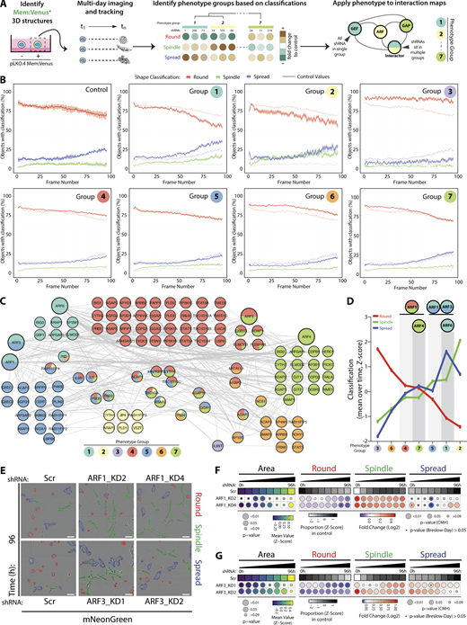 Contribution of each component of the ARFome to collective cancer cell behavior was examined by individual depletion. (A) Schema, PC3 acini expressing mem:Venus shRNAs were imaged, tracked, and classified. Phenotype Group 1–7 identified based on frequency of classification into Round, Spindle, and Spread over time. Interaction map shown, shRNAs color-coded by Phenotype Group. (B) Graphs show percentage of acini classified as Round (red), Spindle (green), and Spread (blue) for each Phenotype Group and Scr shRNA (control, on each graph). Data are mean, shaded regions represent SEM. Viral infections and live 3D spheroid assays carried out 3 independent times. Each experimental replicate consisted of 18 technical replicates of Scr (170,674 acini in total) and 1 replicate of 210 ARFome shRNAs (Table S1). (C) STRING network analysis of acini visualized using Cytoscape. Phenotype Groups 1–7 identified by frequency of acini classification into Round, Spindle, and Spread. Colors indicate Phenotype Group, and the proportion of shRNAs for each target that sit in different groups is shown. (D) Graph is mean percentage of acini, across all time points, classified into Round, Spindle, and Spread per Phenotype Group. (E) PC3 acini expressing mNG and Scr, ARF1, or ARF3 shRNA. Outlines: Round (red), Spindle (green), and Spread (blue). Scale bar, 100 μm. n = 4 and 6 experimental replicates for ARF1 and ARF3 shRNA, respectively, each with 4 technical replicates/condition. 16,760 (Scr), 21,086 (ARF1_KD2), 19,424 (ARF1_KD4), and 31,414 (Scr), 40,135 (ARF3_KD1), 30,460 (ARF3_KD2) acini quantified in total. (F and G) Quantitation of E. Heatmaps, Area is mean of Z-score normalized values (purple to yellow). P values, Student’s t test, Bonferroni adjustment, represented by size of bubble. Heatmaps, Round, Spindle, or Spread is Log2 fold change from control (Scr; blue to red). Proportion of control at each time is Z-score normalized (white to black). P values, CMH test, Bonferroni adjusted, represented by size of bubble. Dot indicates P value (Breslow–Day test, Bonferroni-adjusted) for consistent effect magnitude.