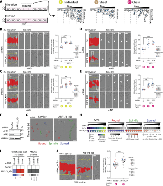 Class I ARF GTPases regulate migration and invasion of prostate cancer cells. (A) Schema, 2D migration or 3D invasion (+ECM) of wounded PC3 monolayer. Three modes of movement observed, cells moving individually (I), as a sheet (S), or as chains (C). (B and C) Phase images of cells expressing mNG and Scr or (B) ARF1 or (C) ARF3 shRNA in 2D migration assay. Yellow lines, initial wound, and red pseudo color, wound at t = Max1/2. Scale bars, 100 μm. Magnified images of boxed regions at different times shown. Graph is RWD at t = Max1/2 (Scr = 50% closed). Data is mean ± SEM (4 experimental replicates, triangles, 2–4 technical replicates, circles). P values (Student’s two-tailed t test), *P ≤ 0.05, **P ≤ 0.01, and ****P ≤ 0.0001. (D and E) Cells in a wounded monolayer overlaid with 25% ECM were imaged to observe 3D invasion. Phase images of cells expressing mNG and Scr, (D) ARF1 or (E) ARF3 shRNA shown. Yellow lines, initial wound, and red pseudo color, wound at t = Max1/2. Scale bars, 100 μm. Magnified phase images of boxed regions at different times shown. White arrowheads, invasive chains. Graph is RWD at t = Max1/2, normalized to Scr. Data is mean ± SEM. (3–4 experimental replicates, triangles, 3–5 technical replicates, circles). P values (Student’s two-tailed t test), **P ≤ 0.01 and ****P ≤ 0.0001. (F) Western blot analysis of PC3 cells expressing Scr/Scr or ARF1/3_KD shRNA for ARF1 or ARF3. GAPDH is loading control for ARF3 and sample control for ARF1. Panels shown are representative of 3 independent lysate preparations. (G) Phase images of acini expressing Scr/Scr or ARF1/3_KD shRNA. Outlines: Round (red), Spindle (green), and Spread (blue). Scale bar, 100 μm. n = 5 experimental replicates each with 3–4 technical replicates/condition. 20,645 (Scr/Scr), 8,601 (ARF1/3) mem:Venus-positive acini quantified in total. (H) Quantitation of G. Heatmaps, Area is mean of Z-score normalized values (purple to yellow). P values, Student’s t test, Bonferroni adjustment, represented by size of bubble. Heatmaps, Round, Spindle, or Spread is Log2 fold change from control (Scr/Scr; blue to red). Proportion of control at each time is also Z-score normalized (white to black). P values, CMH test, Bonferroni adjusted, represented by size of bubble. Dot indicates P value (Breslow–Day test, Bonferroni-adjusted) for consistent effect magnitude. (I) 2D PC3 cells expressing Scr/Scr or ARF1/3_KD shRNA classified into Round, Spindle, and Spread. Heatmaps, Log2 fold change over Scr/Scr. P values, one-way ANOVA, grayscale values as indicated. n = 2 experimental replicates with 4 technical replicates/condition. 3,323 (Scr/Scr) and 1,847 (ARF1/3) mem:Venus-positive cells quantified in total. (J) Phase images of cells expressing Scr/Scr or ARF1/3_KD shRNA in 3D invasion assay shown. Yellow lines, initial wound, and red pseudo color, wound at t = Max1/2. Scale bars, 100 μm. Magnified image of boxed region shown. White arrowhead, invasive chain. Graph is RWD at t = Max1/2, normalized to Scr/Scr. Data is mean ± SEM (5 experimental replicates, triangles, 4–5 technical replicates, circles). P values (Student’s two-tailed t test), ****P ≤ 0.0001. Source data are available for this figure: SourceData F3.