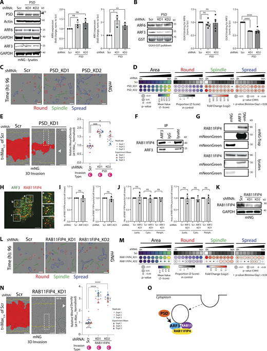Identification of co-acting partnerships in the ARFome that regulate collective morphogenesis. (A) Western blot of PC3 cells expressing mNG and Scr or PSD shRNA for PSD, ARF6, ARF3, and actin or GAPDH, as loading control. Panels shown are representative of 3 independent lysate preparations. Quantitation of ARF6 and ARF3 expression is shown as mean fold change ± SEM normalized to Scr. P values (Student’s two-tailed t test), *P ≤ 0.05 and **P ≤ 0.01. (B) ARF-GTP pulldown and representative Western blot for ARF6, ARF3, and GST as loading control for ARFs in Scr or PSD shRNA cells. n = 5 independent lysate preparations and pulldowns. Graphs show mean GGA3 binding ± SEM normalized to ARF. P values (Student’s two-tailed t test), ****P ≤ 0.0001. (C) Phase images of PC3 acini expressing mNG and Scr or PSD shRNA. Outlines: Round (red), Spindle (green), and Spread (blue). Scale bar, 100 μm. n = 2 experimental replicates each with 4 technical replicates/condition. 10,723 (Scr), 13,920 (PSD_KD1), 15,157 (PSD_KD2) acini quantified in total. (D) Quantitation of C. Heatmaps, Area is mean of Z-score normalized values (purple to yellow). P values, Student’s t test, Bonferroni adjustment, represented by size of bubble. Heatmaps, Round, Spindle, or Spread is Log2 fold change from control (Scr; blue to red). Proportion of control at each time is Z-score normalized (white to black). P values, CMH test, Bonferroni adjusted, represented by size of bubble. Dot indicates P value (Breslow–Day test, Bonferroni-adjusted) for consistent effect magnitude. (E) PC3 cells expressing mNG and Scr or PSD shRNA in 3D invasion assay. Yellow lines, initial wound, and red pseudo color, wound at t = Max1/2. Scale bars, 100 μm. Magnified image of boxed region shown. White arrowhead, invasive chains. RWD at t = Max1/2 is shown, normalized to Scr. Data is mean ± SEM (3 experimental replicates, triangles, 4–8 technical replicates, circles). P values (Student’s two-tailed t test), *P ≤ 0.05 and ***P ≤ 0.001. (F) IP was performed using an anti-ARF3 antibody or mouse IgG and samples immunoblotted for RAB11FIP4 and ARF3. Panels shown are representative of 3 IPs from 3 independent lysate preparations. (G) IP was performed using mNG-Trap Agarose beads in cells expressing mNG or ARF3-mNG. Samples were immunoblotted for RAB11FIP4 and mNeonGreen. Panels shown are representative of 2 IPs from independent lysate preparations. (H) Image of PC3 cell stained with ARF3 (green) and RAB11FIP4 (red). Scale bars, 20 μm. Magnified images of boxed regions shown (a–c). Scale bars, 10 μm. Images representative of phenotypes observed in 3 experimental replicates. 40.2 ± 4% of ARF3 positive puncta overlap with RAB11FIP4 positive puncta in 320 cells quantified. (I and J) PC3 cells expressing mNG and Scr or ARF3 shRNA were stained for RAB11FIP4, High-Content Screening Whole Cell Stain (HCS WCS), and Hoechst. Number and area of RAB11FIP4 puncta was quantified (I) per cell or (J) per sub-cellular region in each cell. n = 3 independent experiments with 508 (Scr) and 613 (ARF3 KD) cells quantified in total. Data are presented as mean ± SEM normalized to Scr. P values (Student’s two-tailed t test). (K) Western blot of PC3 cells expressing mNG and Scr or RAB11FIP4 shRNA for RAB11FIP and GAPDH, as a loading control. Panels shown are representative of 3 independent lysate preparations. (L) Phase images of PC3 acini expressing mNG and Scr or RAB11FIP4 shRNA. Outlines: Round (red), Spindle (green), and Spread (blue). Scale bar, 100 μm. n = 3 experimental replicates each with 3–4 technical replicates/condition. 14,551 (Scr), 16,435 (RAB11FIP4_KD1), 11,880 (RAB11FIP4_KD2) acini quantified in total. (M) Quantitation of L. Heatmaps, Area is mean of Z-score normalized values (purple to yellow). P values, Student’s t test, Bonferroni adjustment, represented by size of bubble. Heatmaps, Round, Spindle, or Spread is Log2 fold change from control (Scr; blue to red). Proportion of control at each time is Z-score normalized (white to black). P values, CMH test, Bonferroni adjusted, represented by size of bubble. Dot indicates P value (Breslow–Day test, Bonferroni-adjusted) for consistent effect magnitude. (N) PC3 cells expressing mNG and either Scr or RAB11FIP4 shRNA in 3D invasion assay. Yellow lines, initial wound, and red pseudo color, wound at t = Max1/4. Scale bars, 100 μm. Magnified image of boxed region shown. White arrowhead, invasive chains. RWD at t = Max1/4 is shown, normalized to Scr. Data is mean ± SEM. (3 experimental replicates, triangles, 3–8 technical replicates, circles). P values (Student’s two-tailed t test), ****P ≤ 0.0001. (O) Schema, relationship between PSD, ARF3, and Rab11FIP4. Source data are available for this figure: SourceData F5.