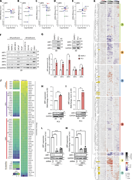 Expression levels of ARF GTPases vary in different prostate cancer cell lines in both 2D and 3D. (A–E) Graphs generated using RNA-seq data from the CCLE comparing (A) ARF1, (B) ARF3, (C) ARF4, (D) ARF5, and (E) ARF6 gene copy number and mRNA expression levels in multiple prostate cancer and non-transformed cell lines. Metastatic PC3 and normal prostate PLECLH cell lines, red and green, respectively. (F) Western blot of androgen receptor (AR) proficient or deficient prostate cell lines for ARF1, ARF3, ARF4, ARF5, and ARF6. GAPDH is loading control for ARF6 and a sample control for all other blots. Panels shown are representative of 3 independent lysate preparations. (G) Western blot of RWPE-1 and PC3 acini, formed in GFRM (3D) for 2 d, for ARF1, ARF3, ARF4, ARF5, and ARF6. GAPDH is loading control for ARF4 and a sample control for all other blots. Panels shown are representative of 3 independent lysate preparations. Graph is fold change of ARF expression in PC3 cells, normalized to RWPE-1 cells. Data presented as mean ± SEM. Panels shown are representative of 3 independent lysate preparations. P values (Student’s two-tailed t test), *P ≤ 0.05 and **P ≤ 0.01. (H and I) Western blot of PC3 cells in 2D or in 3D for (H) ARF1 or (I) ARF3. GAPDH is loading control for each ARF blot. Graph, fold change of ARF expression, normalized to 2D samples. Dashed lines indicate blot was spliced. Data presented as mean ± SEM and panels shown are representative of 3 independent lysate preparations. P values (Student’s two-tailed t test), **P ≤ 0.01, ***P ≤ 0.001. (J) RNA-seq data from PC3 cells shows mRNA expression (Log2) of genes encoding ARF GTPases, GEFs, GAPs, components of the IL6 signaling pathway, and ARF effectors and interactors (Log2). n = 4 mRNA samples prepared independently. (K) PC3 cells expressing ARFome shRNA were plated on ECM with 2% ECM overlay and multi-day high-throughput imaging carried out live in 3D. Mem:Venus-positive acini classified into Round, Spindle, or Spread phenotypes at each time point. Heatmap presents this classification, in 12-h time intervals, as a Log2 fold change from control (Scr; blue to red). The proportion of control at each time point is Z-score normalized for each class (white to black). P values, CMH, Bonferroni adjusted, represented by the size of the bubble. Dot indicates P value (Breslow–Day test, Bonferroni-adjusted) for consistent effect magnitude. shRNAs grouped into seven groups (Phenotype Group 1–7) based on dendrogram generated using hierarchical clustering by complete linkage of Euclidian distances between samples. Viral infections and live 3D assays carried out 3 independent times. Each experimental replicate consisted of 18 technical replicates of Scr shRNA (170,674 acini in total) and 1 replicate of each of the 210 ARFome shRNAs (Table S1). (L and M) Western blot of PC3 cells expressing mNG and Scr, (L) ARF1, or (M) ARF3 shRNA for ARF1, ARF3, and GAPDH as a loading control for each. Panels shown are representative of 3 independent lysate preparations. Graph is fold change of ARF expression normalized to Scr. Data is mean ± SEM. P values (Student’s two-tailed t test), **P ≤ 0.01, ***P ≤ 0.001, and ****P ≤ 0.0001. Source data are available for this figure: SourceData FS1. Refer to the image caption for details.