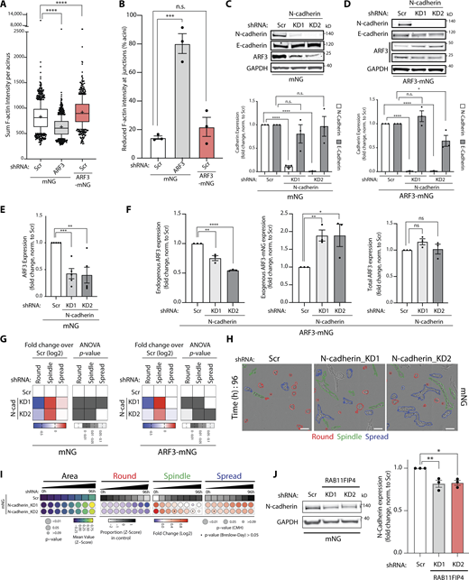 N-cadherin depletion mimics ARF3 depletion in 2D and 3D assays. (A) Quantitation of total F-actin intensity/acini described in Fig. 6 A. Box and whiskers plot, 10–90 percentile; +, mean; dots, outliers; midline, median; boundaries, quartiles. n = 2 experimental replicates with 643 (mNG, Scr shRNA), 712 (mNG, ARF3 KD1 shRNA), and 383 (ARF3-mNG, Scr shRNA) cells quantified in total. P values (Student’s two-tailed t test), ****P ≤ 0.0001. (B) Quantitation of percentage of PC3 acini described in Fig. 6 A with F-actin intensity visibly reduced in junctions. Data is mean ± SEM. n = 3 experimental replicates with 121 (mNG, Scr shRNA), 108 (mNG, ARF3 KD1 shRNA), and 121 (ARF3-mNG, Scr shRNA) cells quantified in total. P values (Student’s two-tailed t test), ***P ≤ 0.001. (C–F) Representative Western blots of PC3 cells expressing (C) mNG or (D) ARF3-mNG and Scr or N-cadherin shRNA for N-cadherin, E-cadherin, and ARF3 antibodies. GAPDH is a loading control for both cadherin blots and a sample control for ARF3. Graphs are fold change, normalized to Scr. Data is mean ± SEM for n = 3 or 5 independent lysate preparations for mNG (C and E) and 3 independent preparations for ARF3-mNG (D and F). P values (Student’s two-tailed t test), *P ≤ 0.05, **P ≤ 0.01, ***P ≤ 0.001, and ****P ≤ 0.0001. (G) 2D PC3 cells expressing mNG or ARF3-mNG and Scr or N-cadherin shRNA were classified into Round, Spindle, and Spread. Heatmaps, Log2 fold change over Scr. P values, one-way ANOVA, grayscale values as indicated. n = 3 experimental replicates with 3 technical replicates/condition. 19,184 (Scr), 37,230 (N-cadherin_KD1), 26,284 (N-cadherin_KD2) and 16,210 (Scr), 29,065 (N-cadherin_KD1), 46,352 (N-cadherin_KD2) cells were quantified for mNG or ARF3-mNG, respectively. (H) Representative phase images of PC3 acini expressing mNG and Scr or N-cadherin shRNA. Outlines: Round (red), Spindle (green), and Spread (blue). Scale bar, 100 μm. n = 5 experimental replicates each with 3–4 technical replicates/condition. 23,538 (Scr), 34,624 (N-cadherin_KD1), and 36,432 (N-cadherin_KD2) acini quantified in total. (I) Quantitation of H. Heatmaps, Area is mean of Z-score normalized values (purple to yellow). P values, Student’s t test, Bonferroni adjustment, represented by size of bubble. Heatmaps, Round, Spindle, or Spread is Log2 fold change from control (Scr; blue to red). Proportion of control at each time is Z-score normalized (white to black). P values, CMH test, Bonferroni adjusted, represented by size of bubble. Dot indicates P value (Breslow–Day test, Bonferroni-adjusted) for consistent effect magnitude. (J) Western blot of PC3 cells expressing mNG and Scr or RAB11FIP4 shRNA for N-cadherin and GAPDH, as a loading control. Graph is fold change, normalized to Scr. Data is mean ± SEM. Panels shown are representative of 3 independent lysate preparations. P values (Student’s two-tailed t test), *P ≤ 0.05 and **P ≤ 0.01. Source data are available for this figure: SourceData FS4.