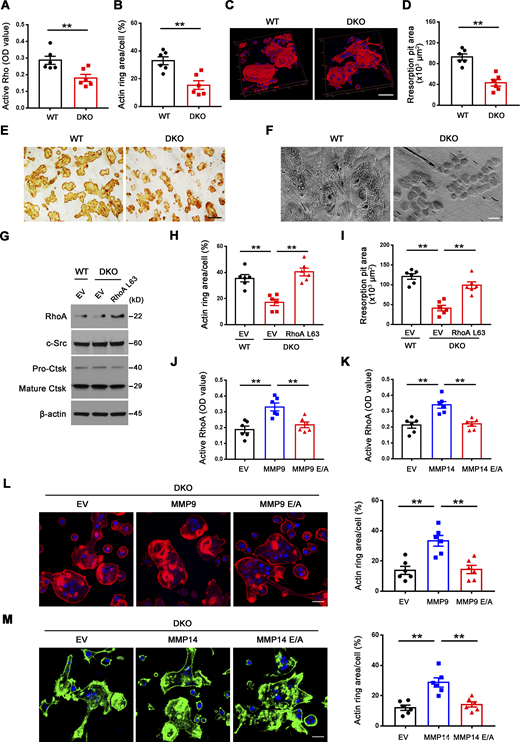 Mmp9/Mmp14-dependent RhoA activation and cytoskeletal organization. (A) RhoA activity of wild-type and DKO osteoclasts cultured on plastic upon activation with 20 ng/ml M-CSF and 30 ng/ml RANKL for 15 min (n = 6 biological replicates). (B and C) After a 6-d culture atop bone slice, phalloidin staining (red) was performed in wild-type versus DKO osteoclasts (C), and actin ring area per cell quantified (B). Scale bar, 50 μm. Data are presented as mean ± SEM (n = 6 biological replicates). (D and E) Wild-type or DKO osteoclasts were removed from bone slices, resorption pits visualized by WGA-DAB staining (E), and resorption pit area quantified (D). Scale bar, 100 μm. Data are presented as mean ± SEM (n = 6 biological replicates). (F) Resorption pits generated on bone slice by wild-type and DKO osteoclasts were imaged by scanning electron microscopy. Scale bar, 10 μm. Results are representative of three independent experiments. (G) RhoA, c-Src, and Ctsk expression in empty vector (EV)–transduced wild-type osteoclasts, and EV- or ca-RhoA–transduced DKO osteoclasts, as assessed by Western blot. Results are representative of three independent experiments. (H and I) EV-transduced wild-type pre-osteoclasts, and EV- or ca-RhoA–transduced DKO pre-osteoclasts were cultured atop bone slices for 3 d and stained by phalloidin along with actin ring area per cell quantified (H). Data are presented as mean ± SEM (n = 6 biological replicates). Osteoclasts were removed and resorption pits visualized by WGA-DAB staining and resorption pit area quantified (I). Data are presented as mean ± SEM (n = 6 biological replicates). (J) DKO BMDMs were transduced with lentiviral vectors expressing full-length MMP9, an MMP9E/A mutant, or an empty control and differentiated into osteoclasts, and RhoA activity assessed upon activation with 20 ng/ml M-CSF and 30 ng/ml RANKL for 15 min. Data are presented as mean ± SEM (n = 6 biological replicates). (K) DKO BMDMs were transduced with lentiviral vectors expressing full-length MMP14, MMP14E/A, or an empty control and differentiated into osteoclasts, and RhoA activity assessed upon activation with 20 ng/ml M-CSF and 30 ng/ml RANKL for 15 min. Data are presented as mean ± SEM (n = 6 biological replicates). (L) MMP9- or MMP9E/A-transduced pre-osteoclasts were cultured atop bone slices for 3 d, and F-actin stained with phalloidin (red), and actin ring area per cell quantified. Data are presented as mean ± SEM (n = 6 biological replicates). Scale bar, 20 μm. (M) MMP14- or MMP14E/A-transduced pre-osteoclasts were cultured atop bone slices for 3 d, and F-actin staining (green) and quantification assessed as described in L. Scale bar, 20 μm. Data are presented as mean ± SEM (n = 6 biological replicates). **P < 0.01. Statistical significance was assessed using unpaired two-sided Student’s t test (A, B, and D) and one-way ANOVA (H–M) with Bonferroni correction (H–M). Source data are available for this figure: SourceData F2.
