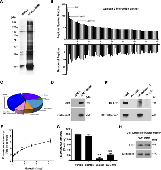 Mmp9/Mmp14 co-dependent regulation of osteoclast function through the galectin-3–centric control of Lrp1 activation. (A–C) Pre-osteoclasts were incubated with either human GALECTIN-3 or GALECTIN-3-biotin (hGAL3-biotin; 1.5 µM) for 30 min at 4°C. Biotinylated GALECTIN-3 was precipitated with streptavidin magnetic beads, separated by SDS-PAGE (A), and analyzed by mass spectrometry (B). Hits were classified according to the peptides spectral matches and the number of peptides per protein. Red columns: the top hit of GALECTIN-3 binding partner. The numbering on the x axis relates to Table S3. Pie chart depicts GALECTIN-3 interactors based on the GO annotation “cellular component” in FunRich (C). (D) Lrp1 and galectin-3 expression from the above streptavidin magnetic beads–precipitated lysates as assessed by Western blot. Results are representative of three independent experiments. (E) Protein lysates from wild-type osteoclasts were immunoprecipitated with the galectin-3 antibody, and Lrp1 and galectin-3 levels assessed by Western blot. Results are representative of three independent experiments. (F and G) Cell-free binding assay demonstrating direct binding between 0.1 and 3.2 μg GALECTIN-3 and 0.5 μg LRP1 for 4 h at 30°C (F), and the competitive inhibition of binding between GALECTIN-3 and LRP1 (1.6 versus 0.5 μg) by 50 mM sucrose, 50 mM lactose, or 10 mg/ml GCS-100 (G). Data are presented as mean ± SEM (n = 3 biological replicates). (H) Following cell surface biotinylation and capture with streptavidin magnetic beads, Lrp1 and β3 integrin expression in the membrane fraction of wild-type and DKO osteoclasts as assessed by Western blot. Results are representative of three independent experiments. **P < 0.01. Statistical significance was assessed using one-way ANOVA with Bonferroni correction. Source data are available for this figure: SourceData F7. Refer to the image caption for details.