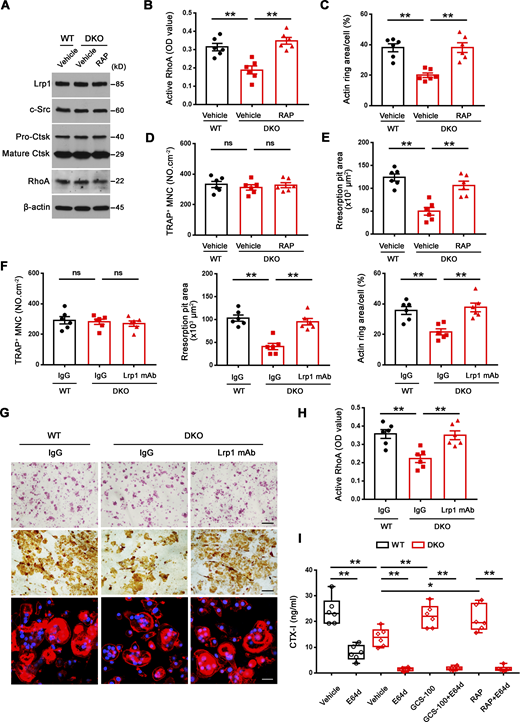 Inhibition of Lrp1 function reverses defects in RhoA activation, sealing zone formation and bone resorption in DKO osteoclasts. (A) c-Src, Ctsk, and RhoA expression in wild-type osteoclasts treated with vehicle, and DKO osteoclasts treated with vehicle or 50 nM RAP as assessed by Western blot. Results are representative of three independent experiments. (B) Wild-type osteoclasts were treated with vehicle, and DKO osteoclasts were treated with vehicle or 50 nM RAP for 2 h at 37°C, and RhoA activity determined upon activation with 20 ng/ml M-CSF and 30 ng/ml RANKL for 15 min. Data are presented as mean ± SEM (n = 6 biological replicates). (C–E) Phalloidin staining of wild-type pre-osteoclasts treated with vehicle, and DKO pre-osteoclasts treated with vehicle or 50 nM RAP cultured on bone slices for 3 d at 37°C, and actin ring area per cell quantified (C). Cells were stained for TRAP activity and the number of TRAP+ MNCs quantified (D). Osteoclasts were removed and resorption pits visualized by WGA-DAB staining and resorption pit area quantified (E). Data are presented as mean ± SEM (n = 6 biological replicates). (F and G) TRAP (red), WGA-DAB, and phalloidin staining (red) of wild-type pre-osteoclasts cultured atop bone slices treated with control IgG, and DKO pre-osteoclasts treated with control IgG or Lrp1 function-blocking mAb (25 μg/ml) for 3 d at 37°C (G), and the number of TRAP+ MNCs, actin ring area per cell, and resorption pit area quantified (F). Scale bar, upper and middle 100 μm, lower 20 μm. Data are presented as mean ± SEM (n = 6 biological replicates). (H) Wild-type osteoclasts were treated with control IgG, and DKO osteoclasts were treated with control IgG or Lrp1 function-blocking mAbs at 25 μg/ml for 2 h, and RhoA activity determined upon activation with 20 ng/ml M-CSF and 30 ng/ml RANKL for 15 min. Data are presented as mean ± SEM (n = 6 biological replicates). (I) Pre-osteoclasts differentiated from wild-type or DKO BMDMs were cultured atop cortical bone slices with or without 20 μM E64d, 20 μg/ml GCS-100, or 50 nM RAP for 3 d at 37°C, and supernatants collected for CTX-I ELISA. Data are presented as mean ± SEM (n = 6 biological replicates). *P < 0.05, **P < 0.01. Statistical significance was assessed using one-way ANOVA (B–F, H) and two-way ANOVA (I) with Bonferroni correction. Source data are available for this figure: SourceData F8.