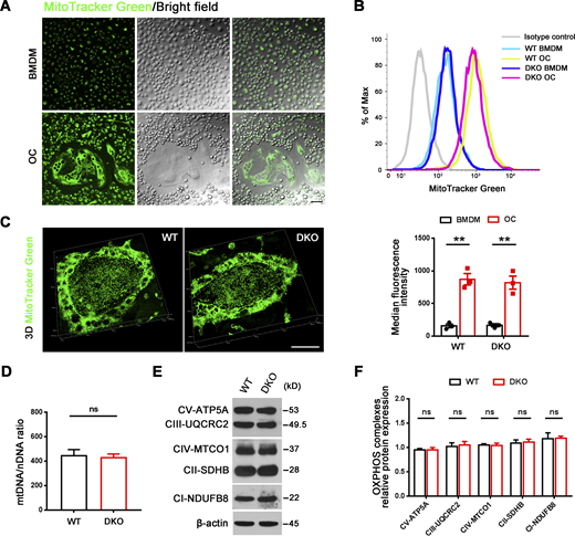 Mitochondrial abundance and OXPHOS expression in Mmp9/Mmp14 DKO osteoclasts. (A) MitoTracker Green (green) immunofluorescence and phase contrast morphology of BMDMs and osteoclasts generated from wild-type mice. Scale bar, 20 μm. Results are representative of three independent experiments. (B) Measurements of mitochondrial mass of BMDMs and osteoclasts (OC) generated from wild-type or DKO mice using MitoTracker Green with flow cytometry. Data are presented as mean ± SEM (n = 3 biological replicates). (C) MitoTracker Green (green) immunofluorescence of wild-type or DKO osteoclasts. Scale bar, 50 μm. Results are representative of three independent experiments. (D) Relative mtDNA copy number per nuclear genome in osteoclasts generated from wild-type or DKO mice. Data are presented as mean ± SEM (n = 3 biological replicates). (E and F) OXPHOS protein expression as assessed by Western blot (E) in osteoclasts generated from wild-type or DKO mice and quantified (F). Data are presented as mean ± SEM (n = 3 biological replicates). **P < 0.01. Statistical significance was assessed using two-way ANOVA with Bonferroni correction (B) and unpaired two-sided Student’s t test (D and F). Source data are available for this figure: SourceData FS1.