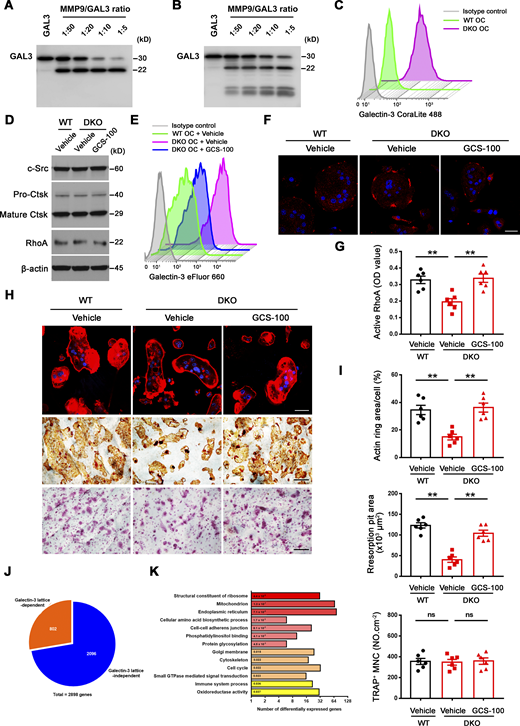 Galectin-3 surface binding antagonist reverses functional defects in DKO osteoclasts. (A and B) Galectin-3 cleavage by Western blot using either an anti–galectin-3 full-length polyclonal antibody (Proteintech, 14979-1-AP; A) or an anti–galectin-3 monoclonal antibody (ab2785; Abcam; epitope mapped within the N-terminal region; B), following co-incubation with 3 μg recombinant human GALECTIN-3 and activated recombinant MMP9 at molar ratios from 1:50 to 1:5 (enzyme to substrate ratio) at 37°C for 30 min. Results are representative of three independent experiments. (C) Detection of surface galectin-3 in wild-type and DKO osteoclasts (OC) with the CoraLite 488–conjugated galectin-3 full-length polyclonal antibody (CL488-14979; Proteintech) as detected by flow cytometry. Results are representative of three independent experiments. (D) c-Src, Ctsk, and RhoA expression in wild-type osteoclasts differentiated and treated with vehicle, and DKO osteoclasts treated with vehicle or 20 μg/ml GCS-100 for 5 d at 37°C as assessed by Western blot. Results are representative of three independent experiments. (E and F) Surface galectin-3 levels were determined in wild-type osteoclasts treated with vehicle, and DKO osteoclasts treated with vehicle or 20 μg/ml GCS-100 for 2 h at 37°C, followed by flow cytometry stained with an eFluor 660–conjugated anti–galectin-3 monoclonal antibody (#50-5301-82; Thermo Fisher Scientific; clone M3/38, epitope mapped within the N-terminal region; E) or immunofluorescence stained with an anti–galectin-3 monoclonal antibody (#125401; Biolegend; clone M3/38; F; red). Scale bar, 20 μm. Results are representative of three independent experiments. (G) Wild-type osteoclasts were treated with vehicle, and DKO osteoclasts were treated with vehicle or 20 μg/ml GCS-100 for 2 h at 37°C, and RhoA activity determined following activation with 20 ng/ml M-CSF and 30 ng/ml RANKL for 15 min. Data are presented as mean ± SEM (n = 6 biological replicates). (H and I) Phalloidin staining (red), resorption pits visualized with WGA-DAB staining, and TRAP staining in wild-type pre-osteoclasts treated with vehicle, and DKO pre-osteoclasts treated with vehicle or 20 μg/ml GCS-100 cultured on bone slices for 3 d at 37°C (H) with actin ring area per cell, resorption pit area, and the number of TRAP+ MNCs quantified (I). Scale bar, upper 20 μm, middle and lower 100 μm. Data are presented as mean ± SEM (n = 6 biological replicates). (J and K) Transcriptional profiling analysis of cultured wild-type osteoclasts treated with vehicle, and DKO osteoclasts differentiated and treated with vehicle or 20 μg/ml GCS-100 for 5 d at 37°C (n = 3 biological replicates). Pie chart depicts the distribution of reversed transcripts by GCS-100 in DKO osteoclasts as compared with wild-type osteoclasts (J; n = 3 biological replicates). DAVID GO analysis of reversed expressed genes from DKO osteoclasts treated with GCS-100 versus DKO osteoclasts (K; n = 3 biological replicates). **P < 0.01. Statistical significance was assessed using one-way ANOVA with Bonferroni correction. Source data are available for this figure: SourceData FS4.