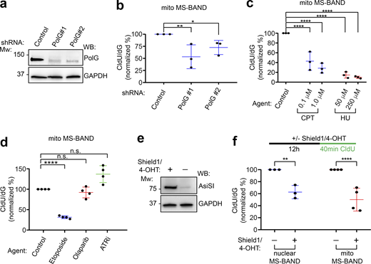 Replication dynamics in mitochondria as determined by MS-BAND. (a) HeLa cells were transduced with the indicated shRNAs. After selection, Western blots were performed from whole cell lysates using the indicated antibodies. Molecular weight (Mw) marker positions (in kD) are shown. (b) Mito-MS-BAND results using cells from a; cells were labeled with CldU for 1 h. The CldU/dG ion intensity for each mitochondrial sample was normalized to the control. Data represent the mean of three biological replicates ± SD. Data were analyzed using one-way ANOVA (*P < 0.05, **P < 0.01). (c) Mito-MS-BAND results of untreated, CPT, or HU treated samples. Cells were labeled with CldU for 1 h in the presence of each inhibitor at the indicated concentration. The CldU/dG ion intensity for each mitochondrial sample was normalized to the untreated control. Data represent the mean of three biological replicates ±SD. Data were analyzed using one-way ANOVA (****P < 0.0001). (d) Mito-MS-BAND results of cells treated with etoposide (10 μM), olaparib (10 μM), or AZD6738 (ATR inhibitor; 5 μM), compared to untreated controls. Cells were labeled with CldU for 1 h. The CldU/dG ion intensity for each sample was normalized to control. Data represent the mean of three biological replicates ± SD and were analyzed as in c. (e) U2OS cells expressing a nuclear targeted endonuclease (AsiSI) were induced using a combination of Shield1 ligand and 4-hydrotamoxifen (4-OHT). Western blots were performed from whole cell lysates using the indicated antibodies. (f) Nuclear versus mito-MS-BAND results of cells from e using the schematic shown. The CldU/dG ion intensity for each sample was normalized to control. Data represents the mean of three biological replicates ± SD and were analyzed using Student’s t test. Statistical significance was defined as **P < 0.01, ****P < 0.0001. Source data are available for this figure: SourceData F4.