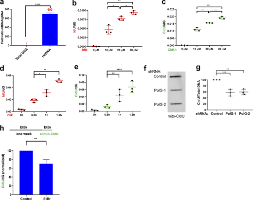 Mitochondrial MS-BAND. (a) Assessment of the purity of mtDNA by quantitative PCR, using an mtDNA target normalized to GAPDH as control. Data represent the mean of three biological replicates ± SD. Data were analyzed using Student’s t test (****P < 0.0001). (b and c) Mito-MS-BAND results of cells labeled with different concentrations of ldU or CldU and grow at 37°C for 30 min. (d and e) Mito-MS-BAND results of cells labeled with ldU or CldU for increasing periods of time. Data in b–e represent the mean of three biological replicates ± SD. Data were analyzed using one-way ANOVA. Statistical significance was defined as *P < 0.05, **P < 0.01, ***P < 0.001, and ****P < 0.0001. (f) Dot blot results using material from Fig. 3 a. Cells were labeled with CldU for 1 h, followed by mtDNA purification. Dot blot was performed using an anti-CldU antibody using equal amounts of DNA per sample. (g) Quantification of f. Data represent the mean of three biological replicates ± SD. Data were analyzed using one-way ANOVA, and statistical significance was defined as **P <0.01 and ***P <0.001. (h) Schematic of experiment using mito-MS-BAND to determine the effect of long-term EtBr on mtDNA replication. Data represent the mean of three biological replicates ±SD. Data were analyzed using Student’s t test (***P < 0.001). Source data are available for this figure: SourceData FS3.